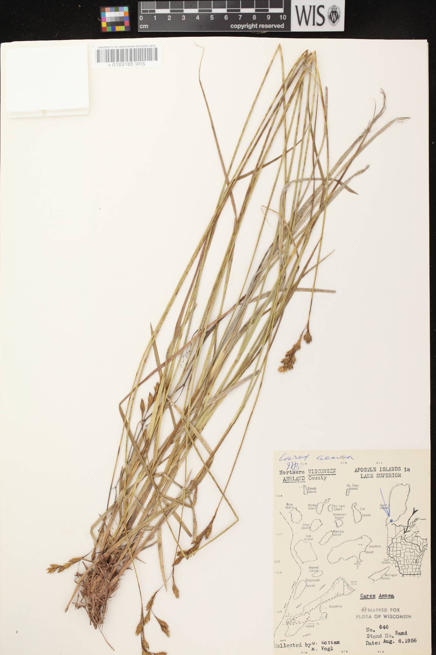 Carex foenea image