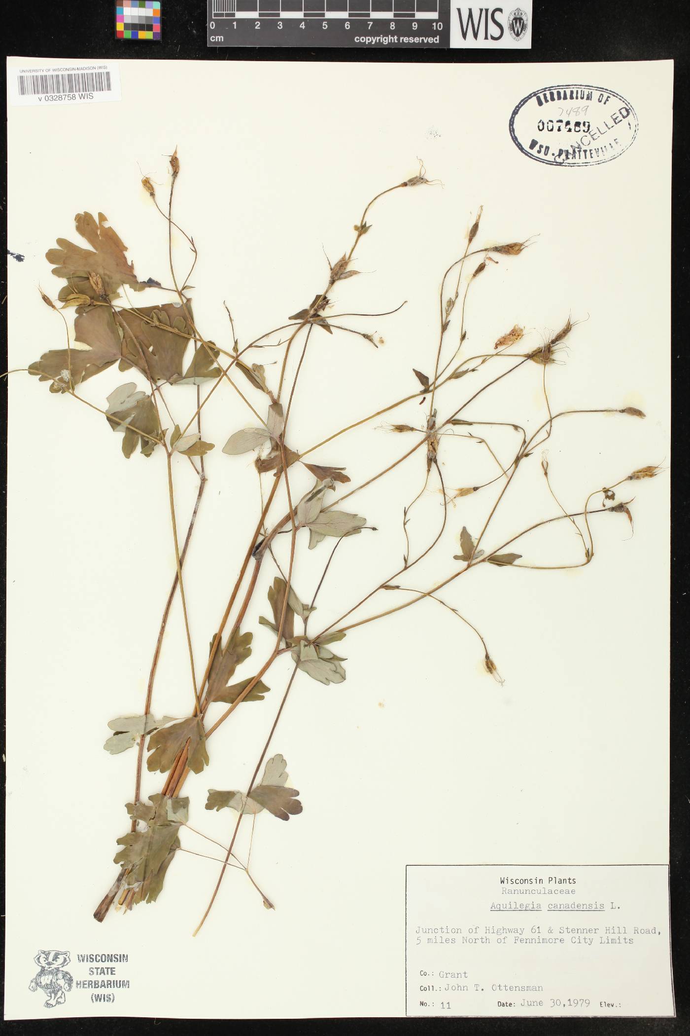 Aquilegia canadensis image