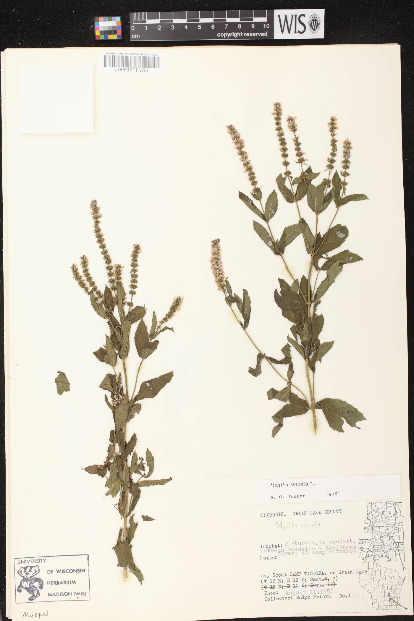 Mentha spicata image