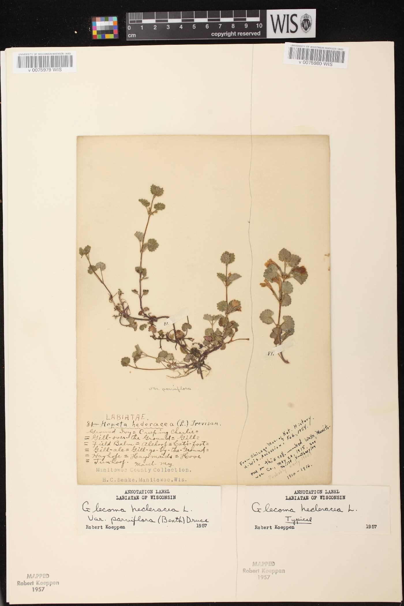 Glechoma hederacea image