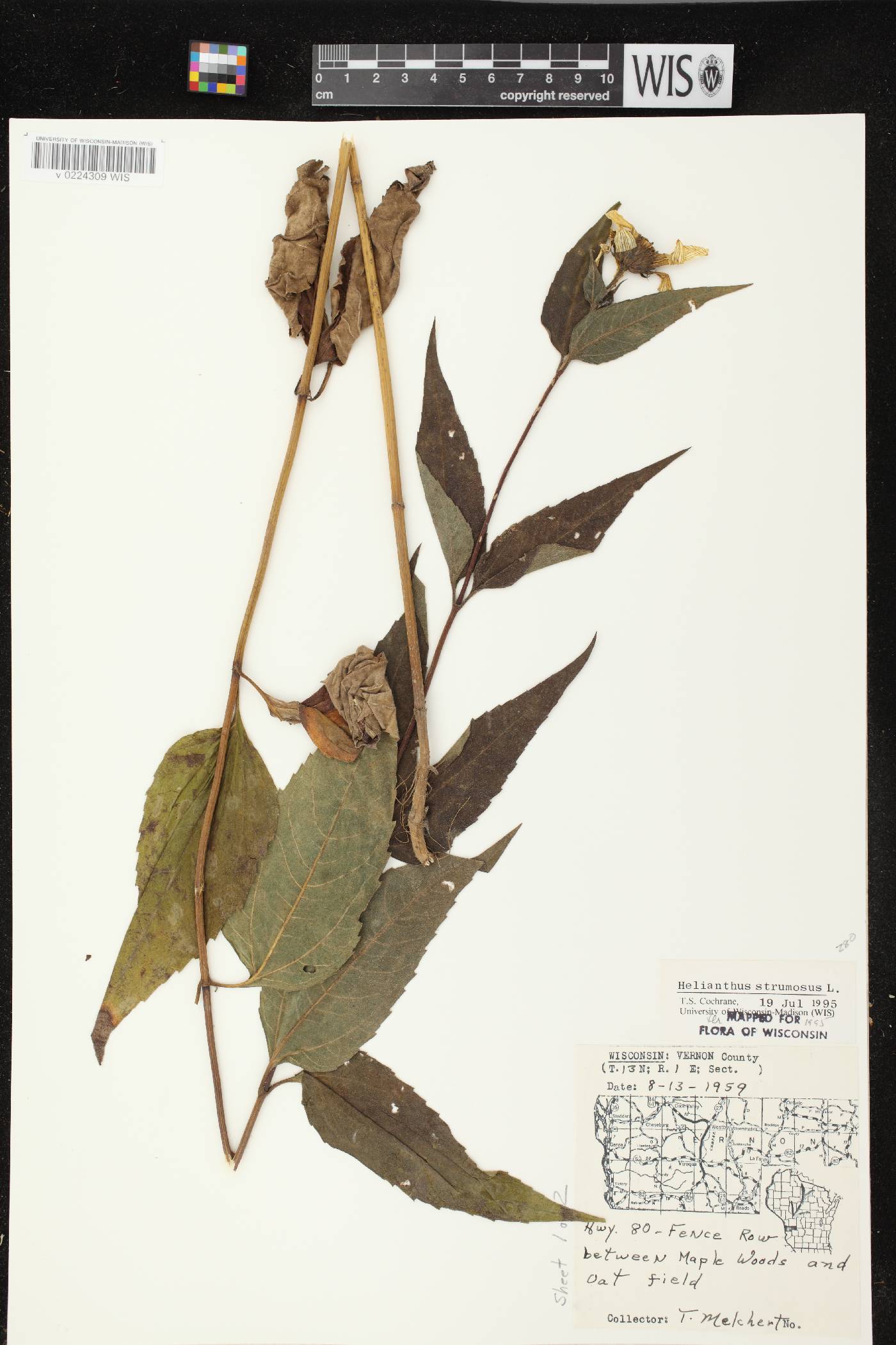 Helianthus strumosus image
