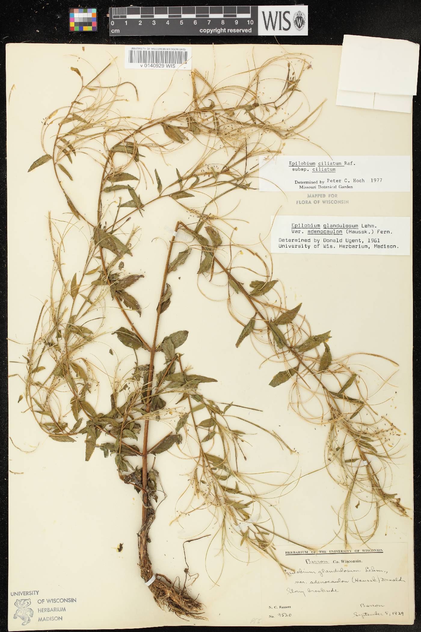 Epilobium ciliatum subsp. ciliatum image