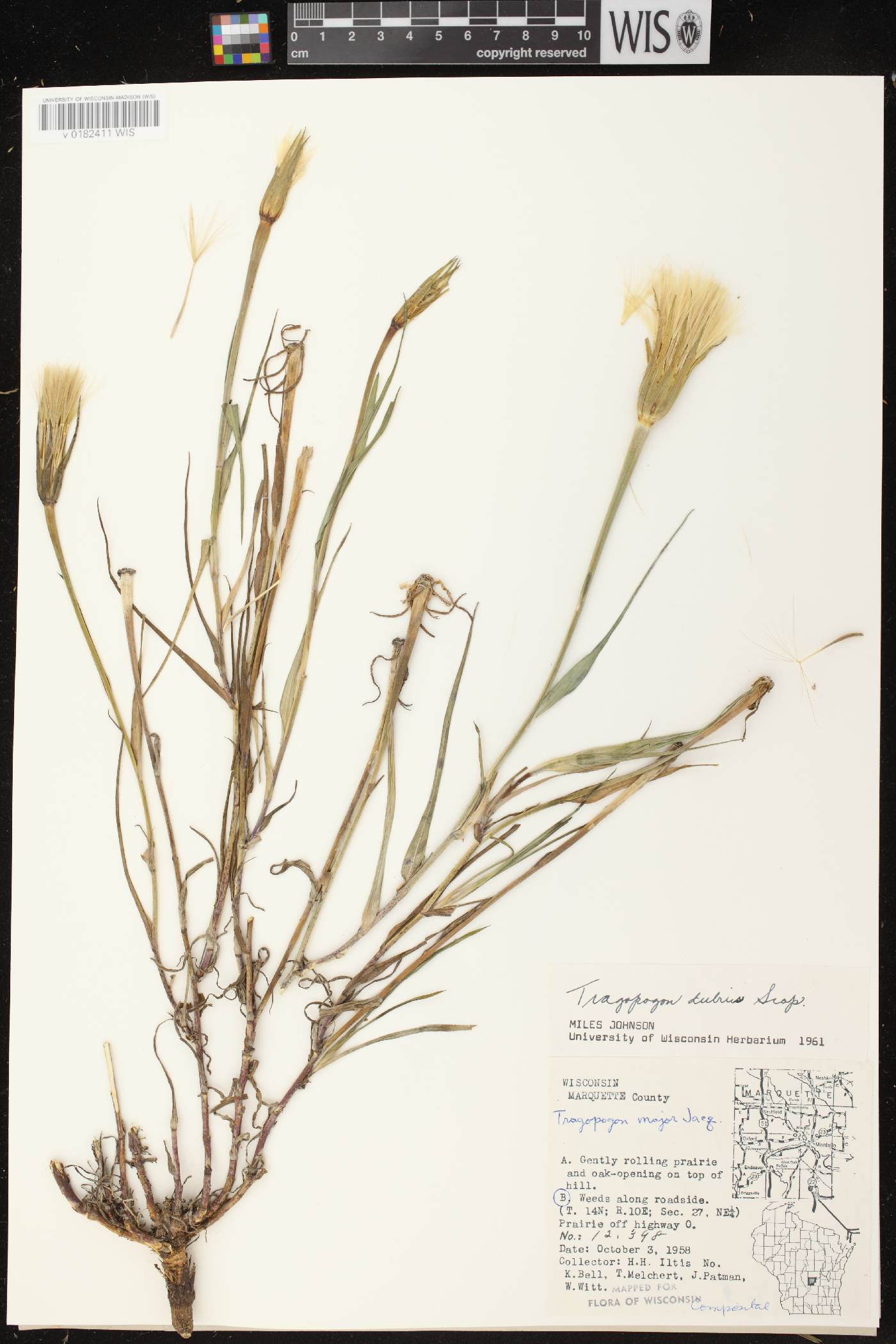 Tragopogon dubius image