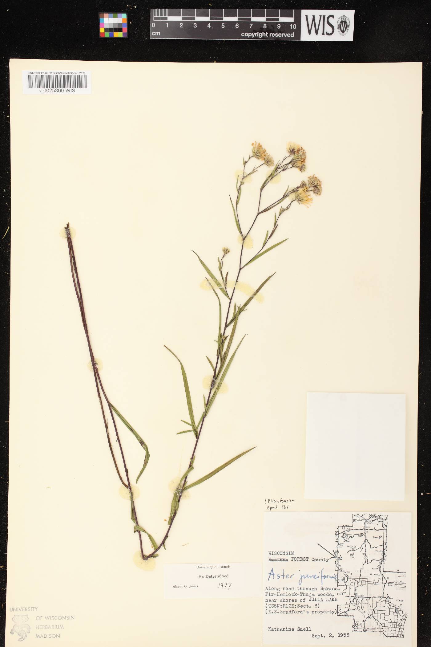 Symphyotrichum boreale image