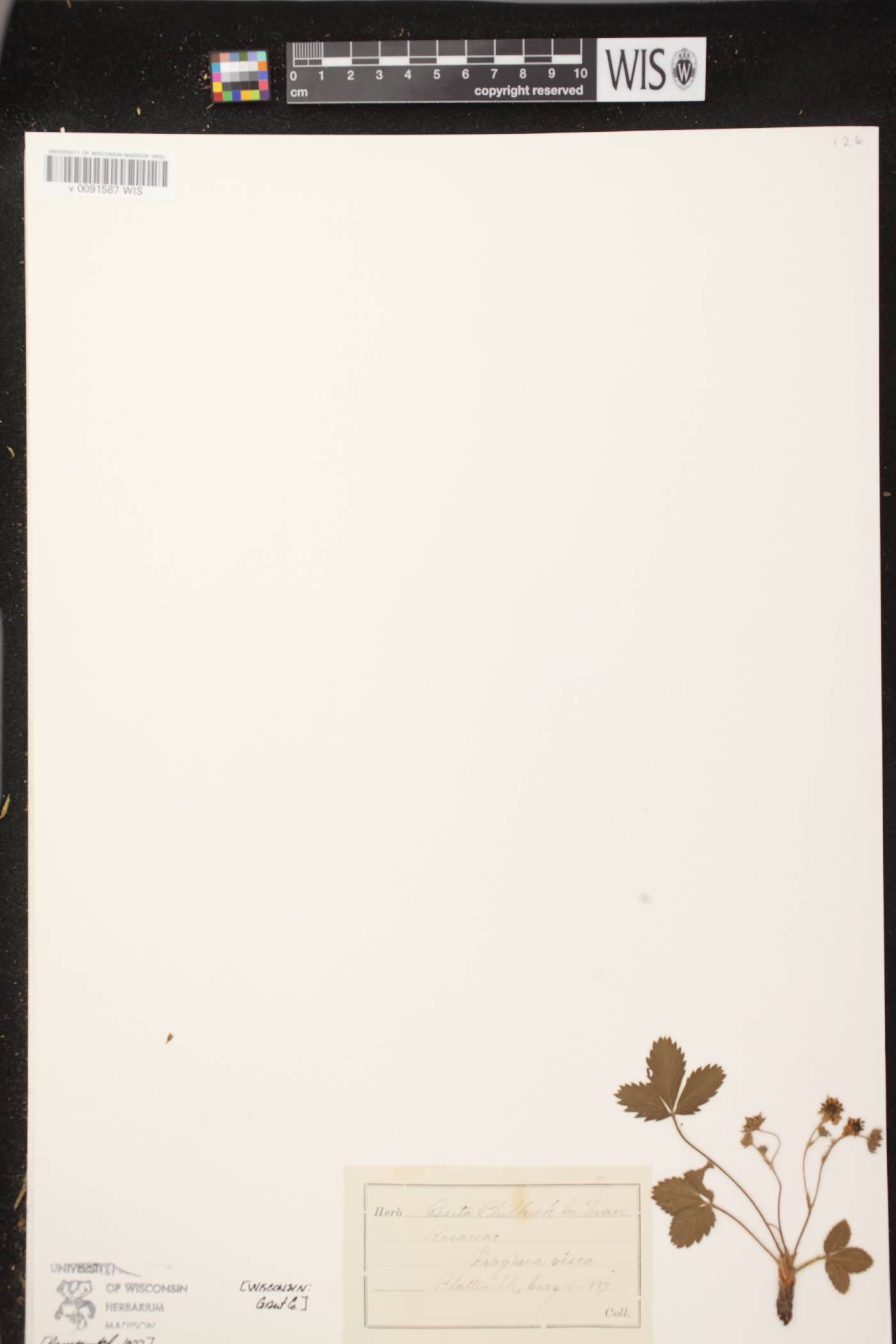 Fragaria vesca subsp. americana image
