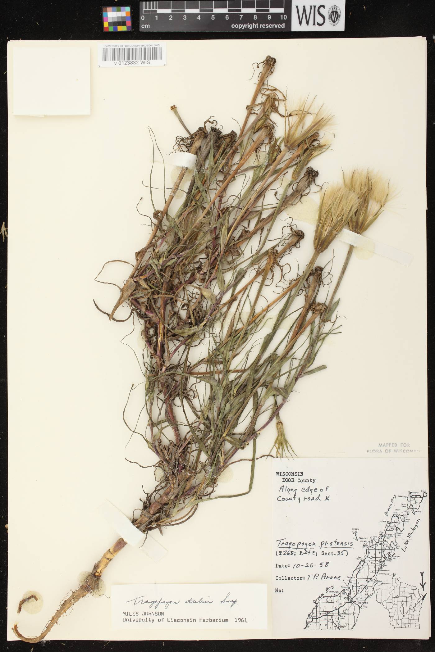 Tragopogon dubius image