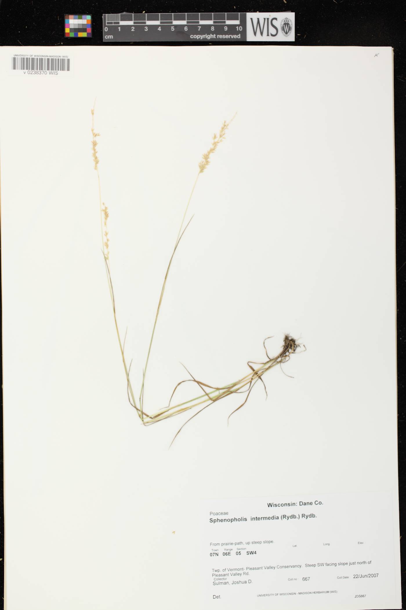 Sphenopholis intermedia image