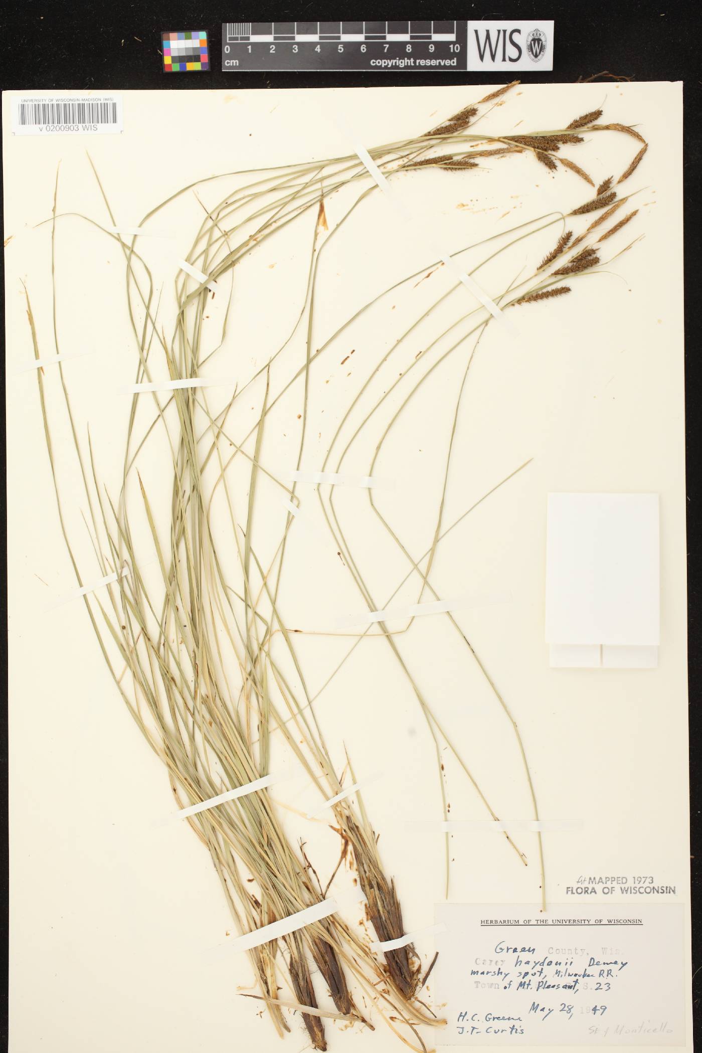 Carex haydenii image