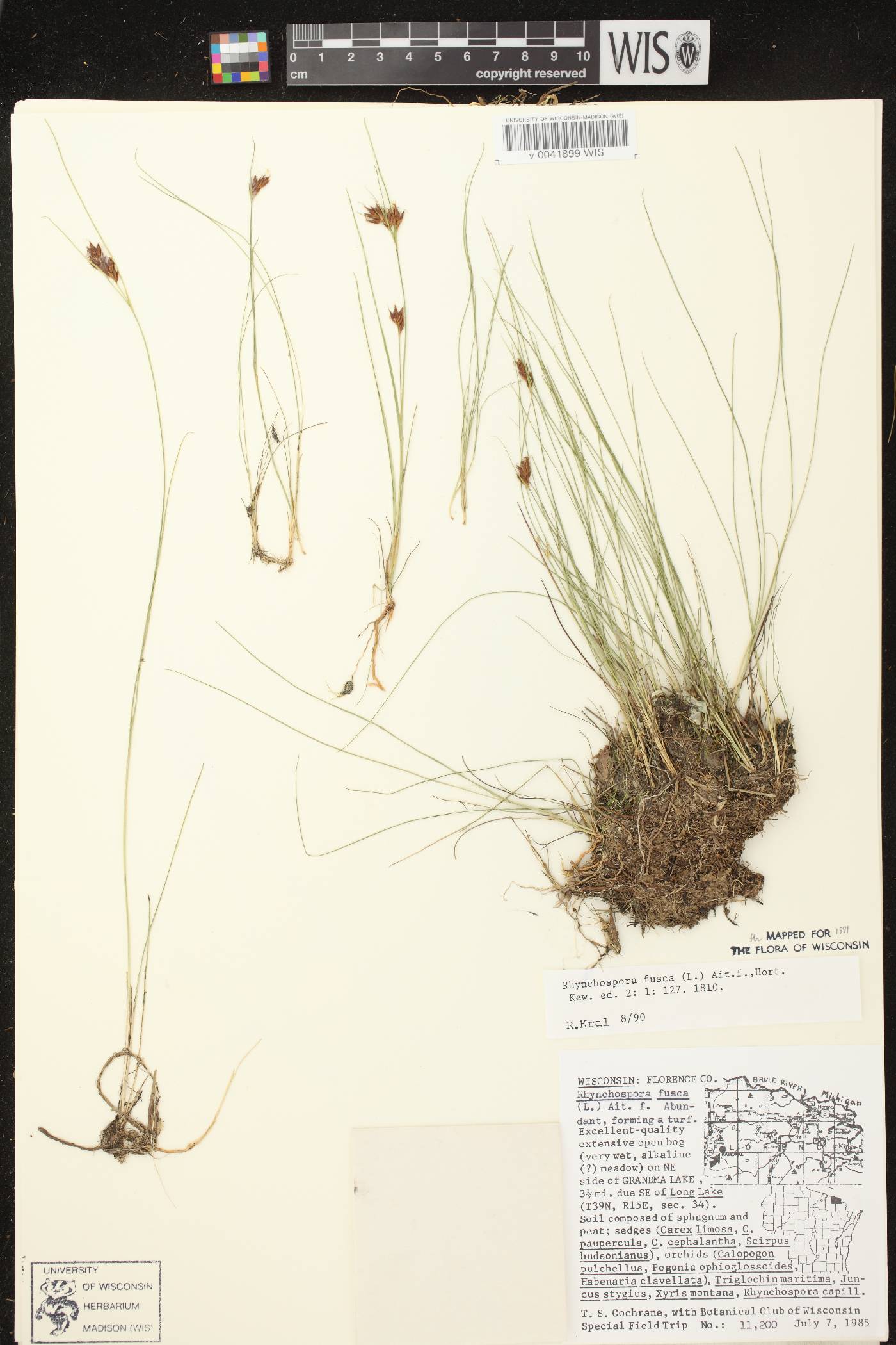 Rhynchospora fusca image