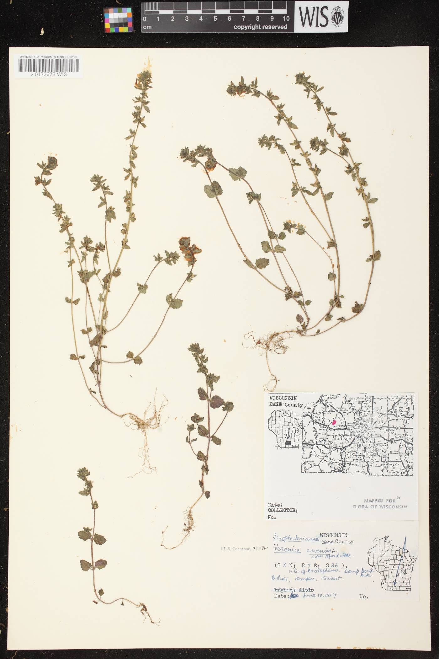 Veronica arvensis image