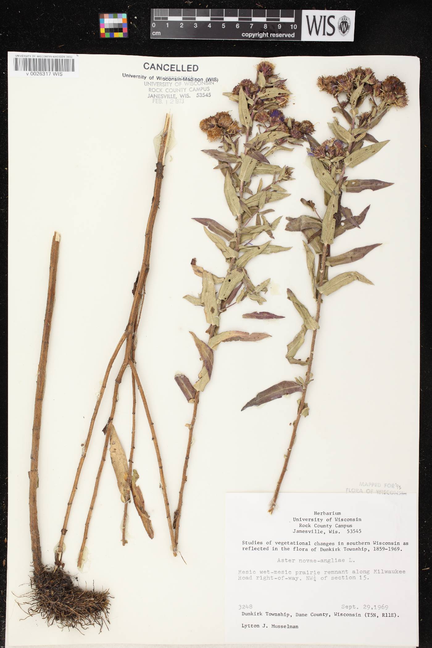 Symphyotrichum novae-angliae image