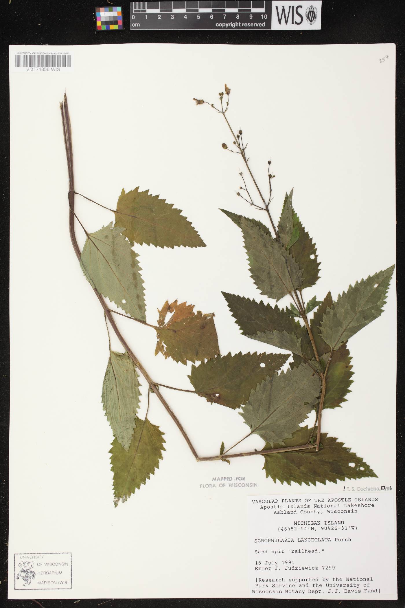 Scrophularia lanceolata image