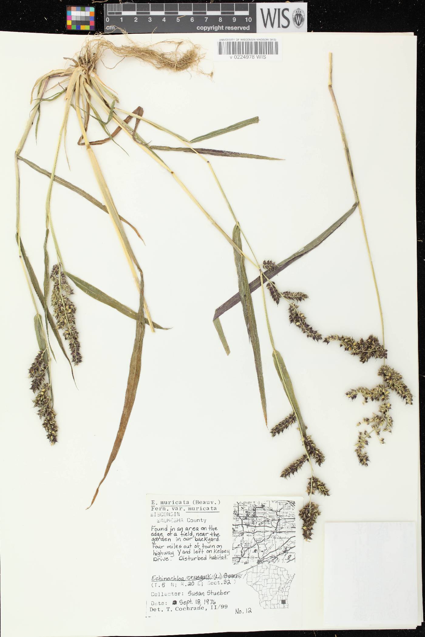 Echinochloa muricata var. muricata image