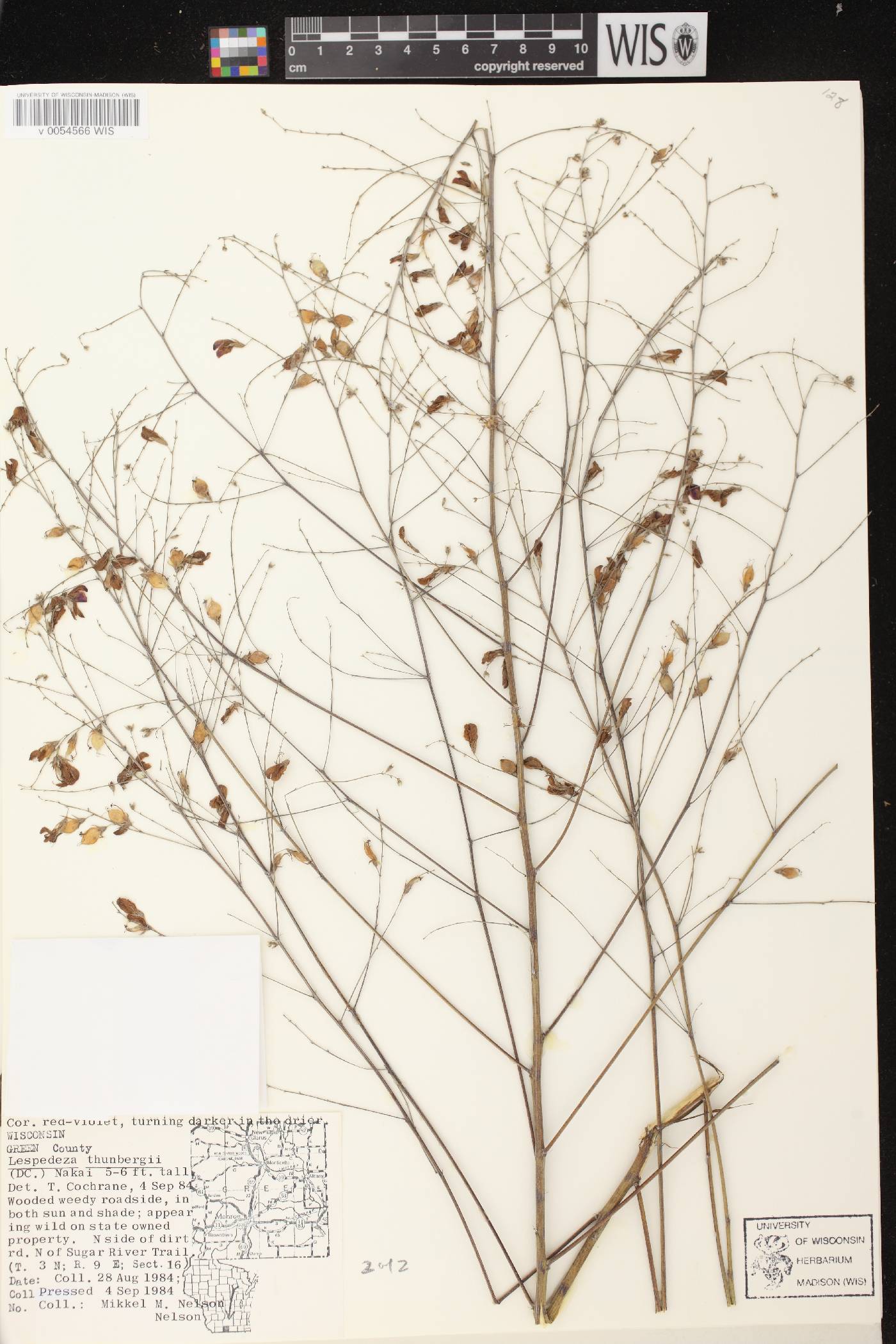 Lespedeza thunbergii image