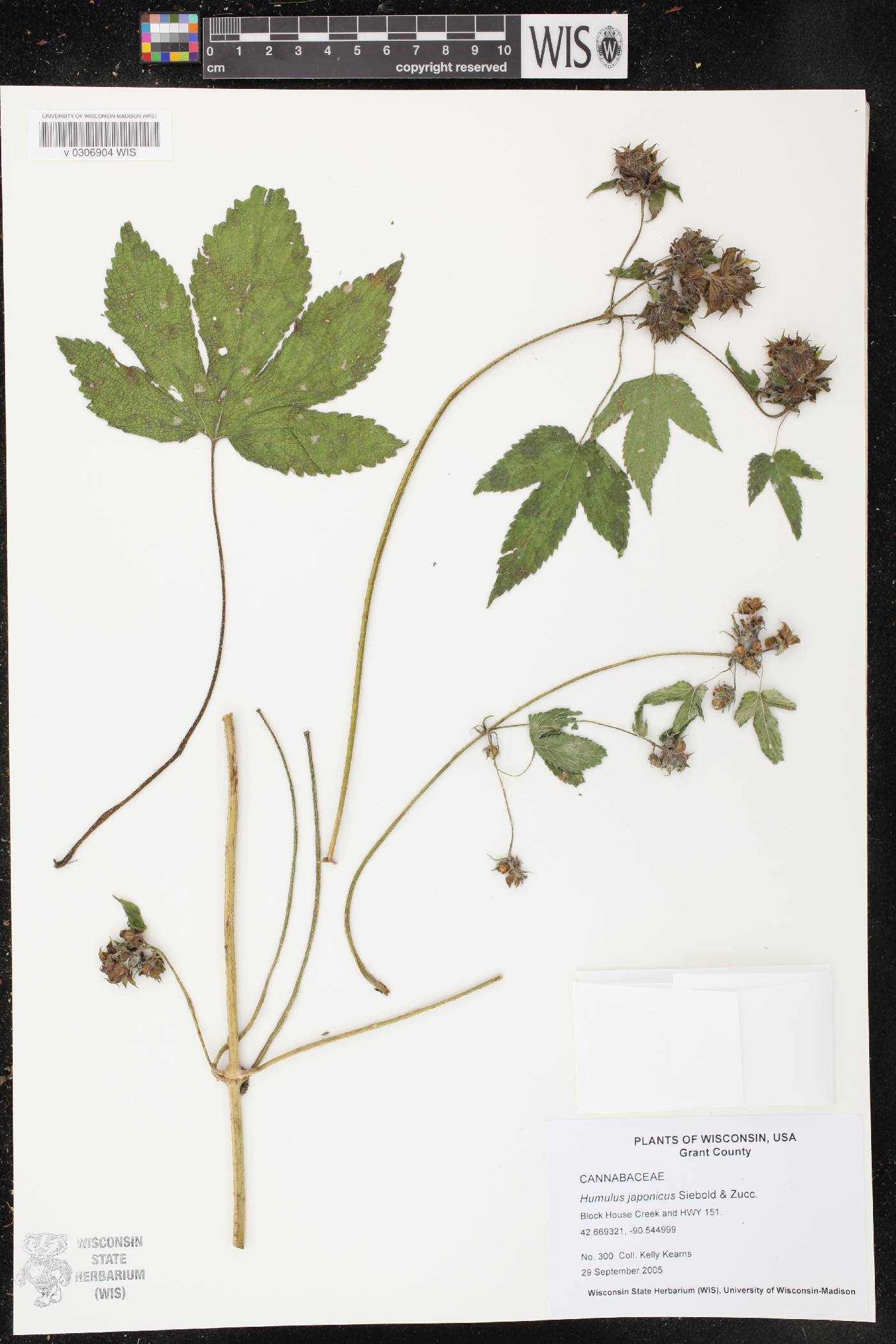 Humulus japonicus image