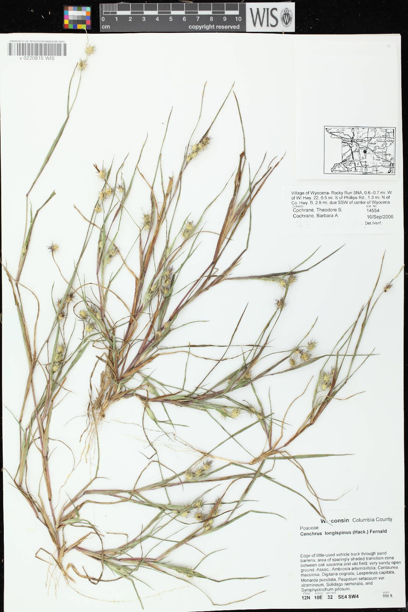 Cenchrus longispinus image