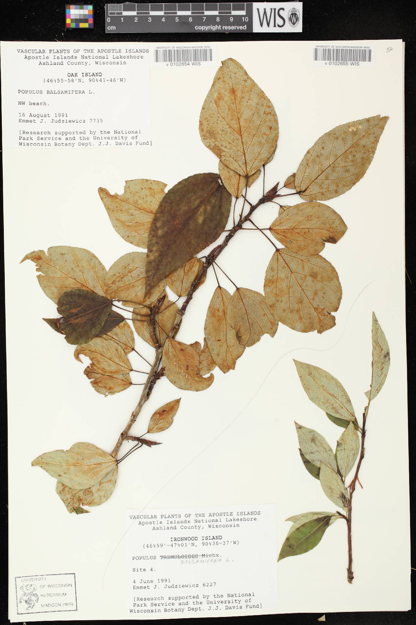 Populus balsamifera image