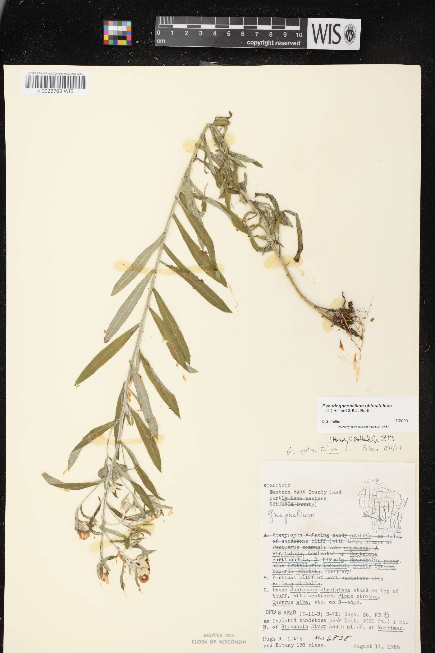 Pseudognaphalium obtusifolium image