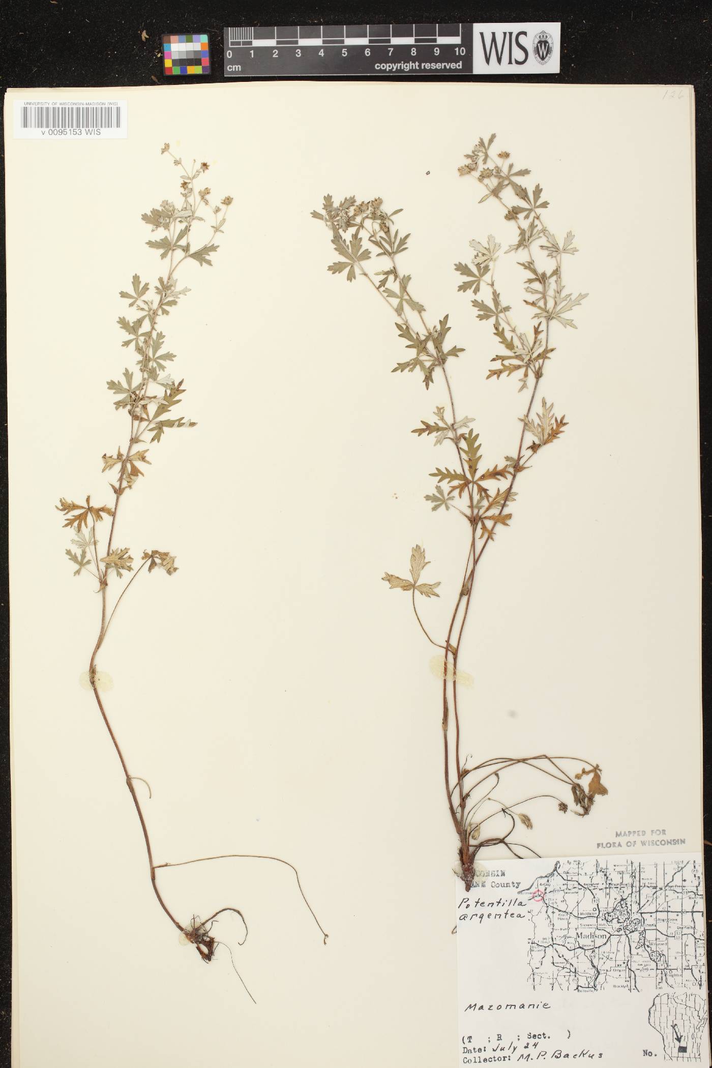 Potentilla argentea image