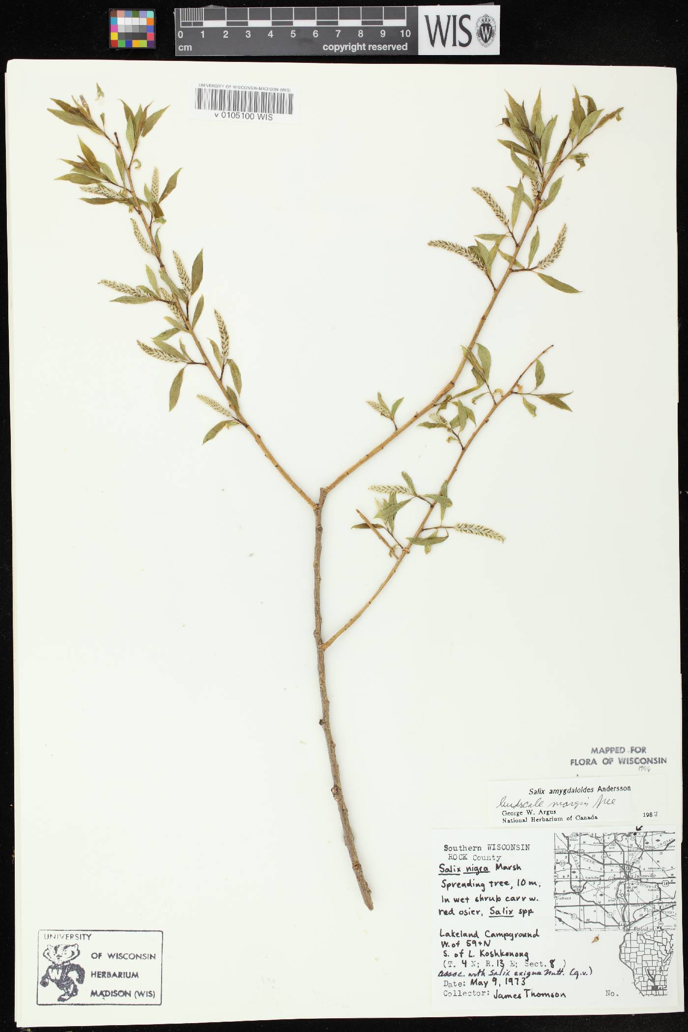 Salix amygdaloides image