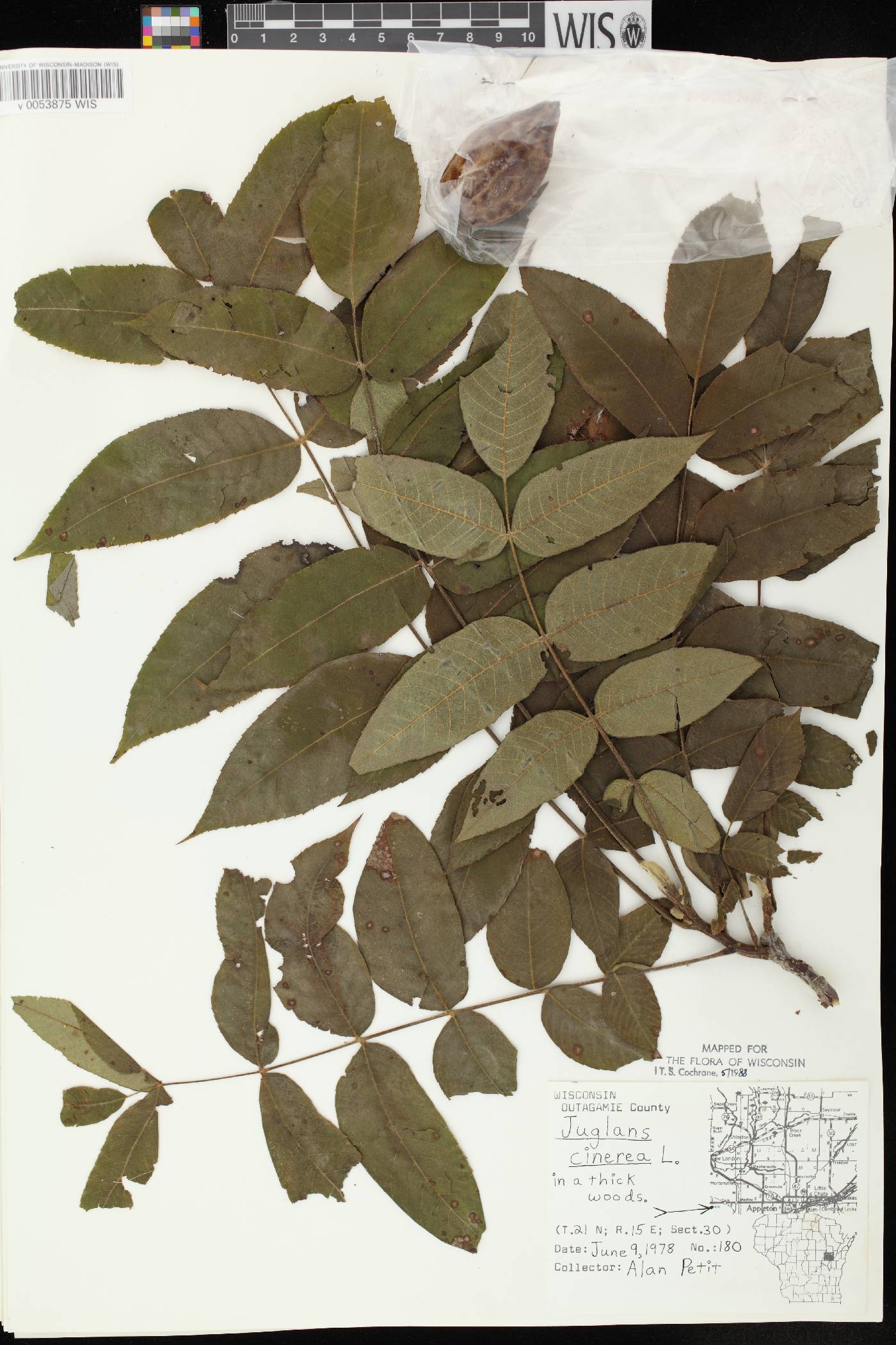 Juglans cinerea image