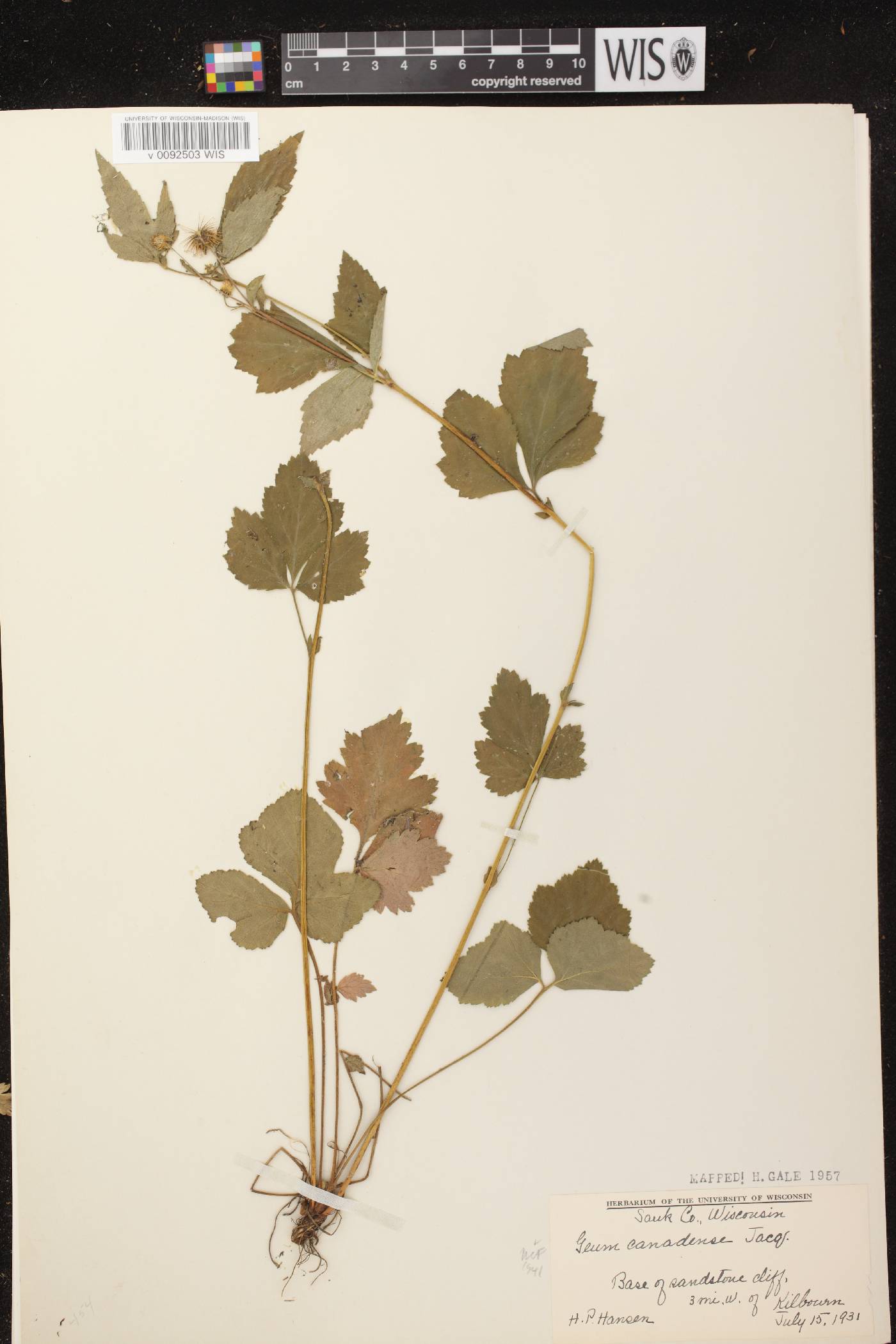 Geum canadense image