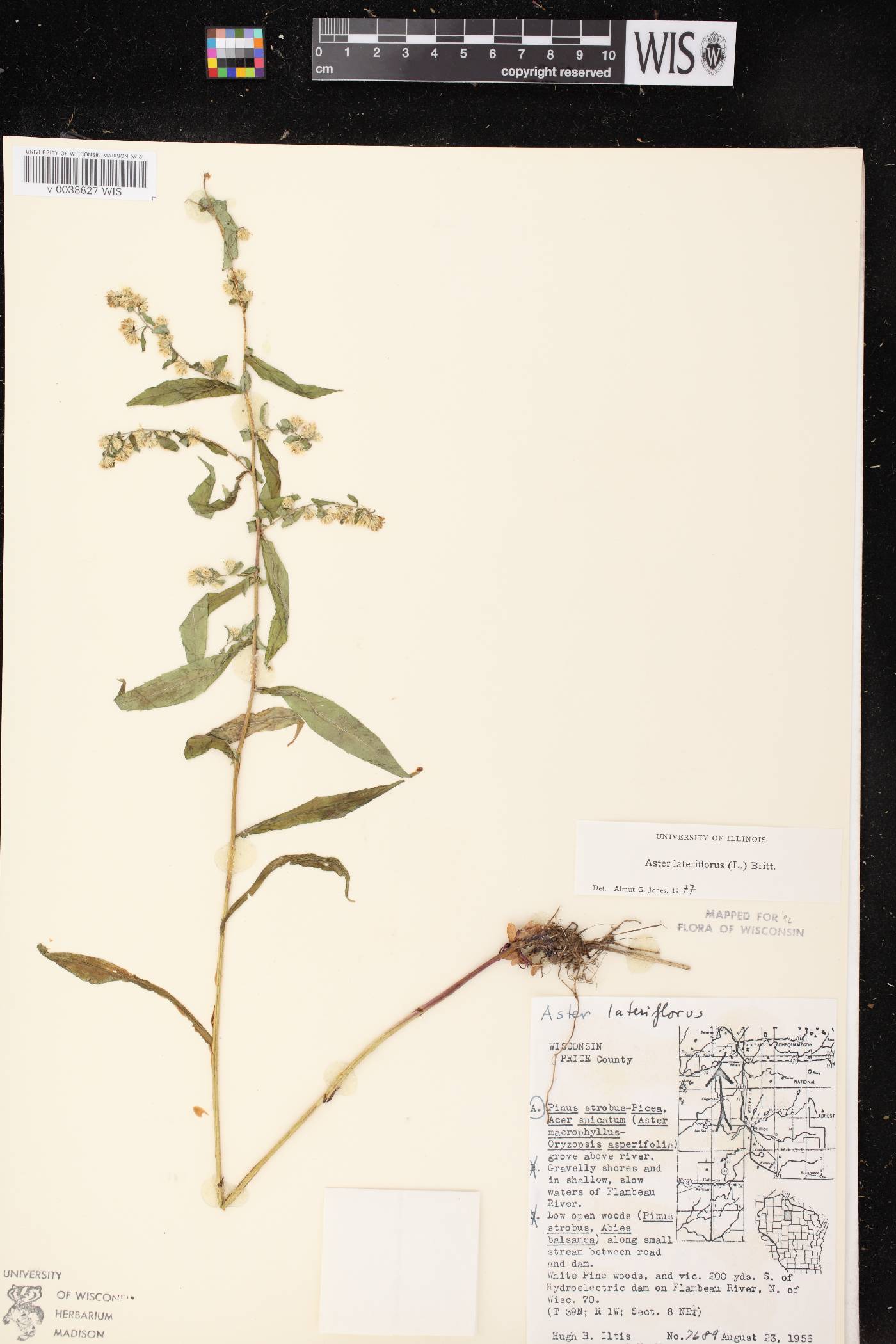 Symphyotrichum lateriflorum image