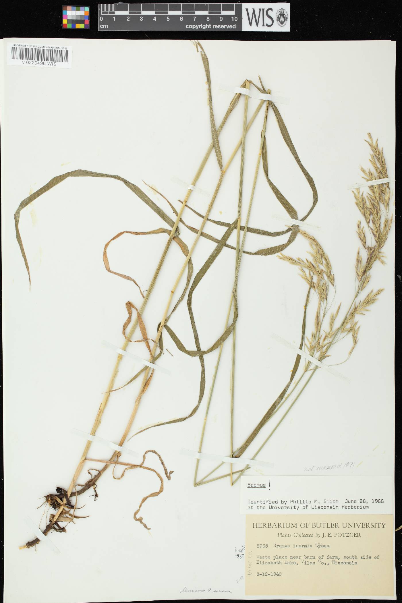 Bromus inermis image