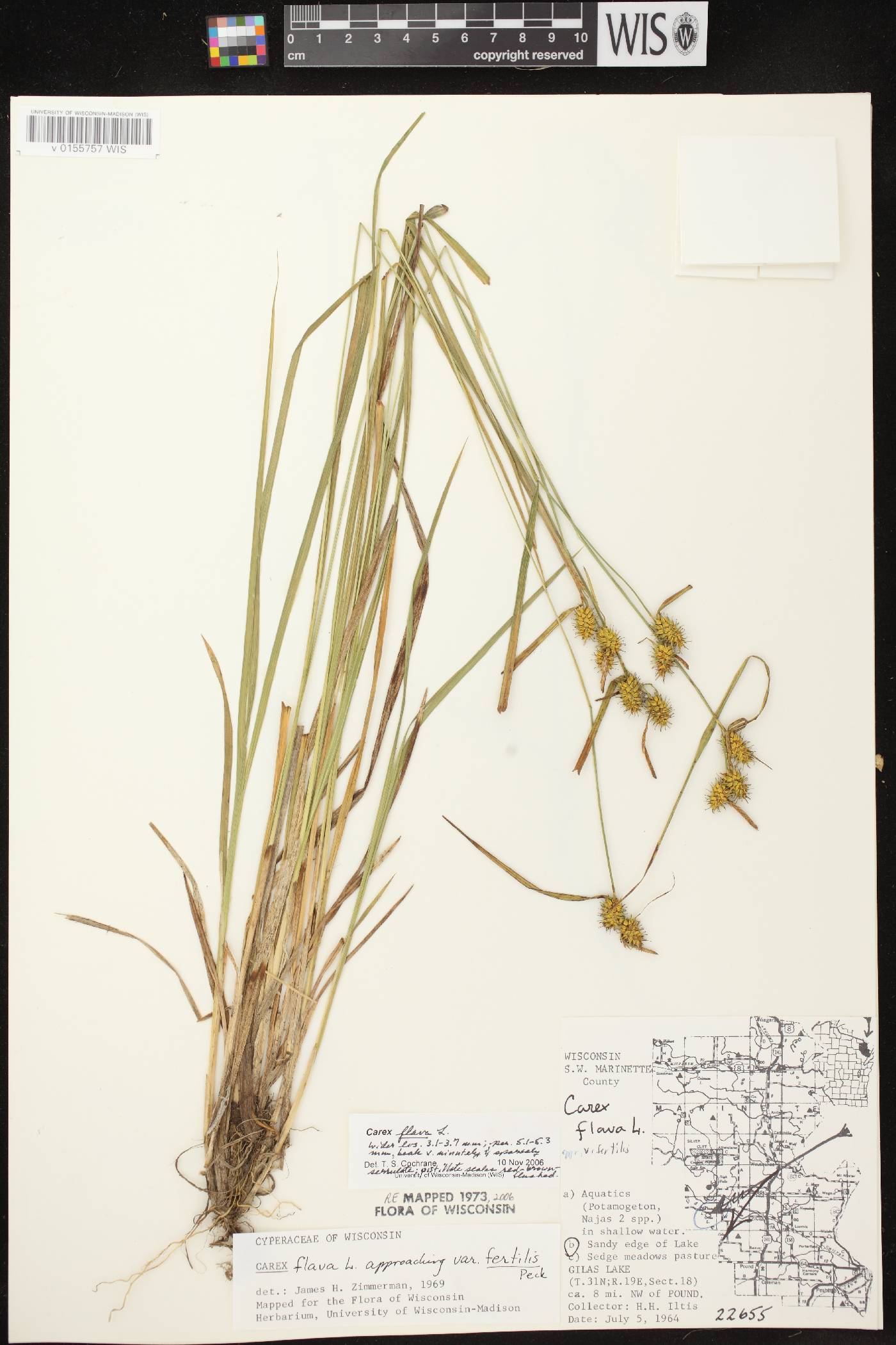 Carex flava image