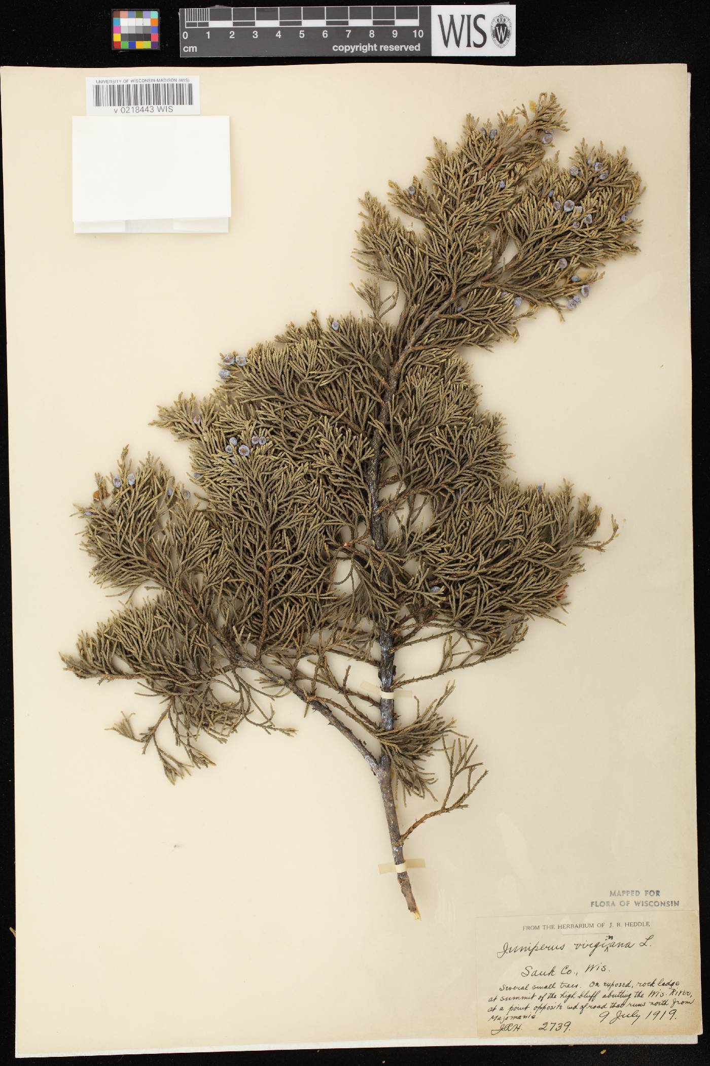 Juniperus virginiana var. virginiana image