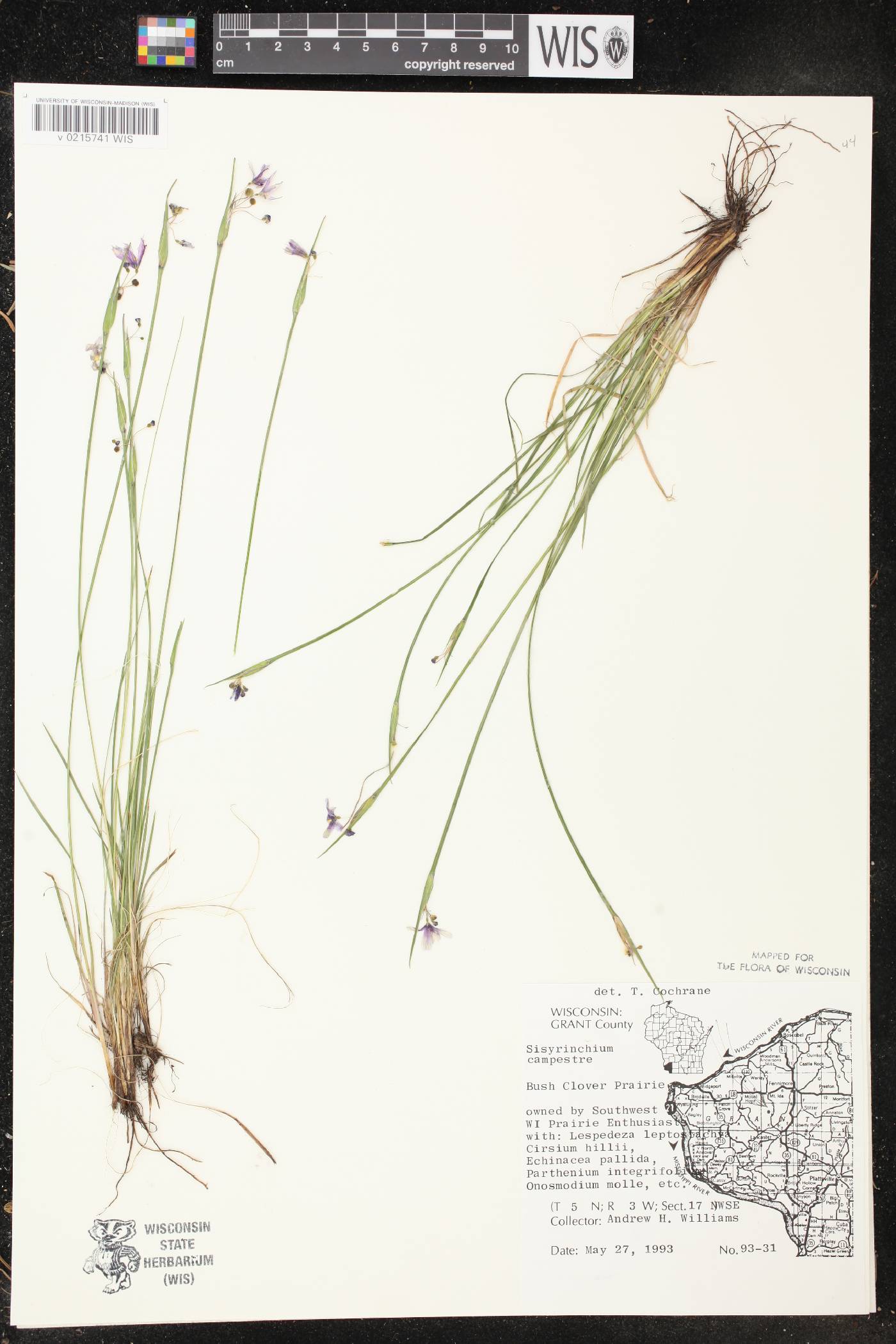 Sisyrinchium campestre image
