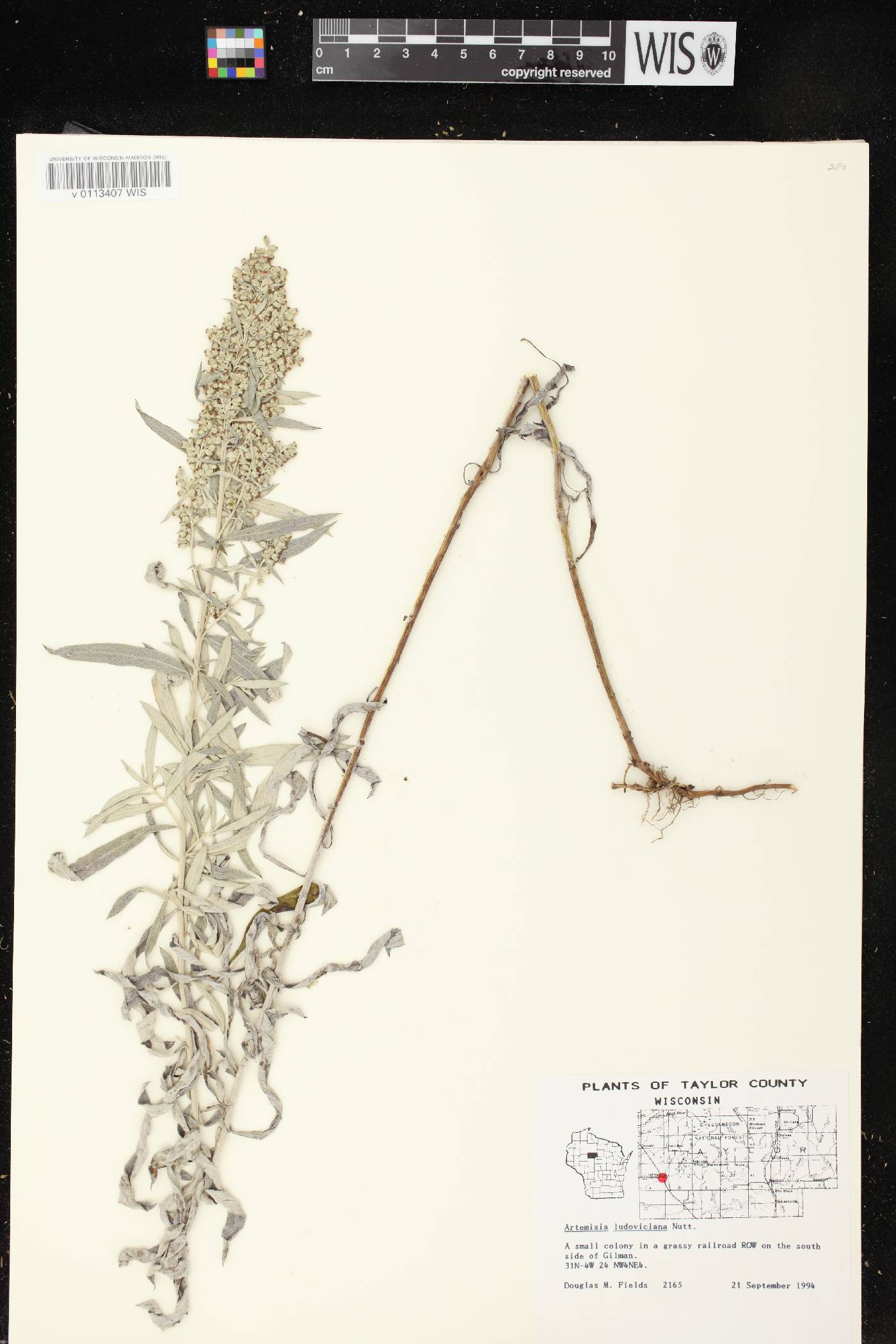 Artemisia ludoviciana image