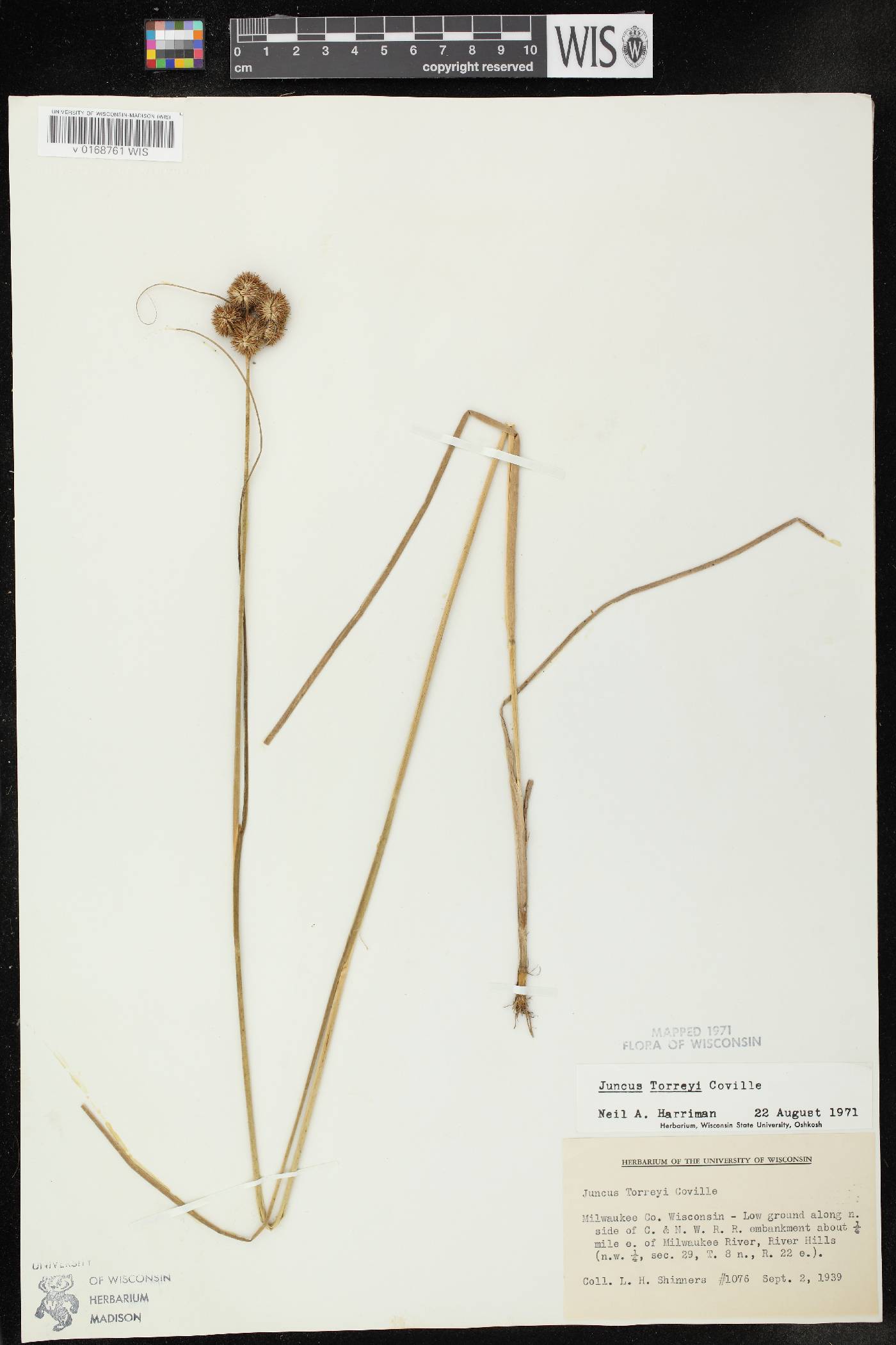 Juncus torreyi image