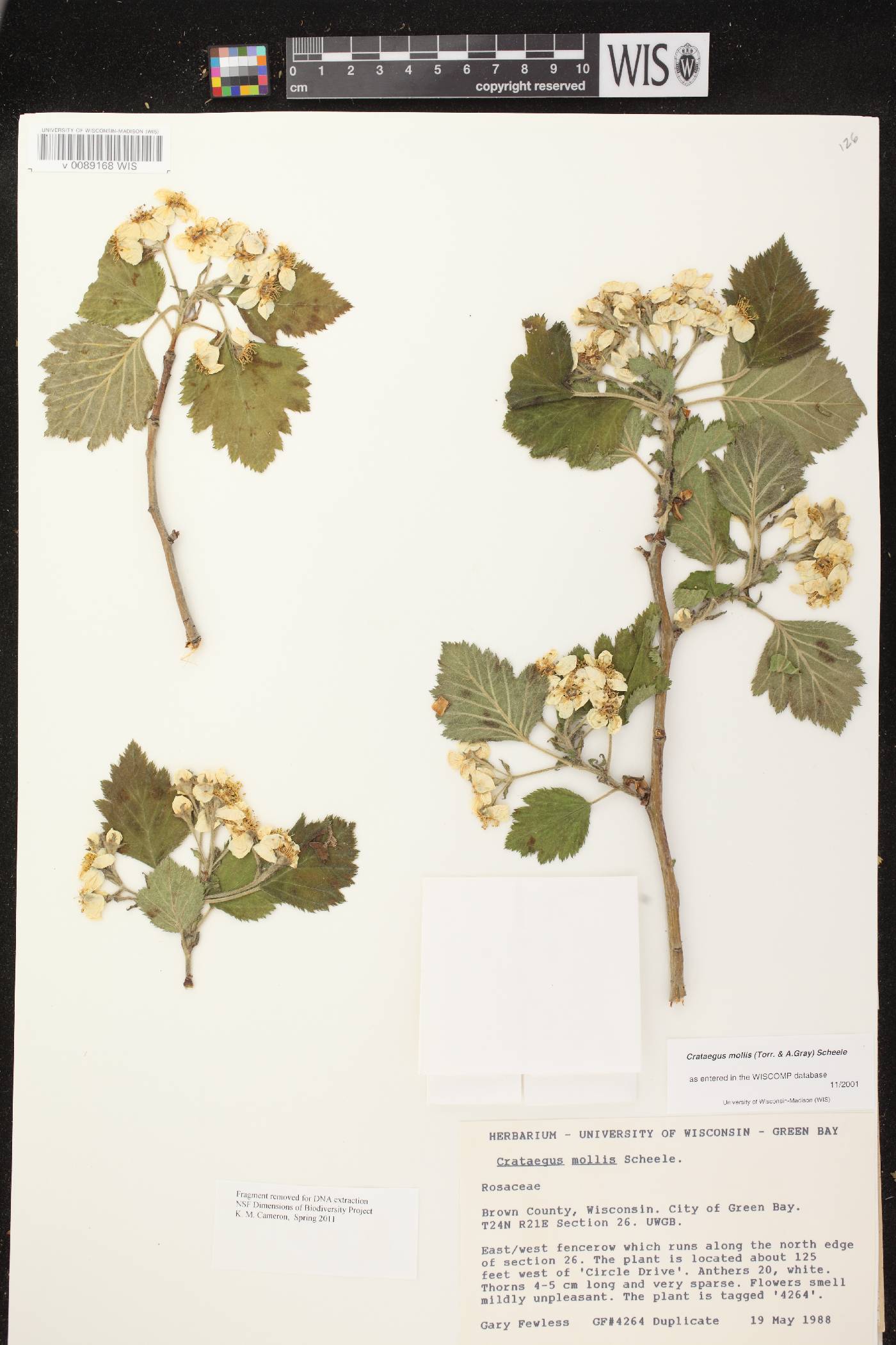 Crataegus mollis image