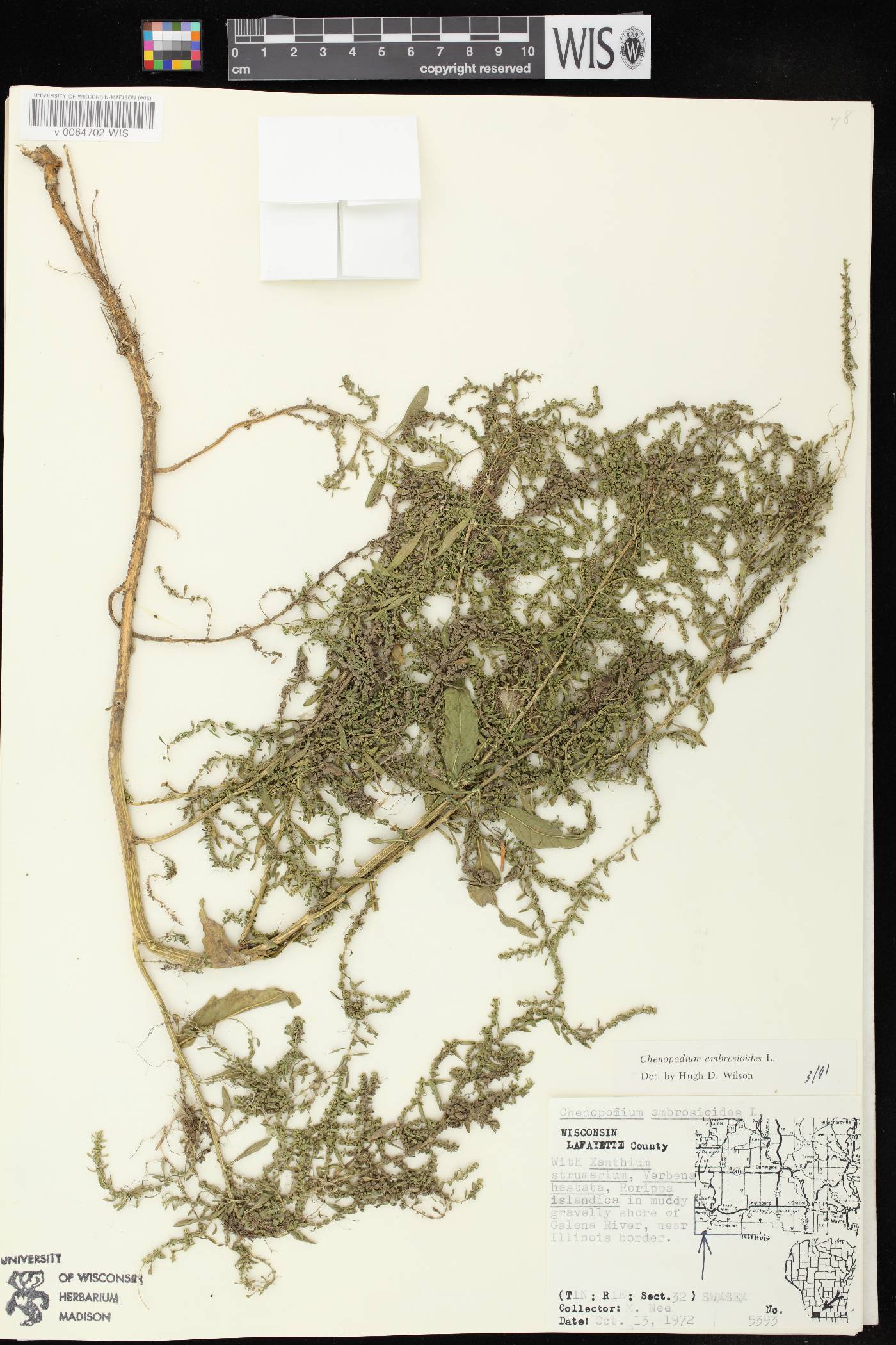 Dysphania ambrosioides image