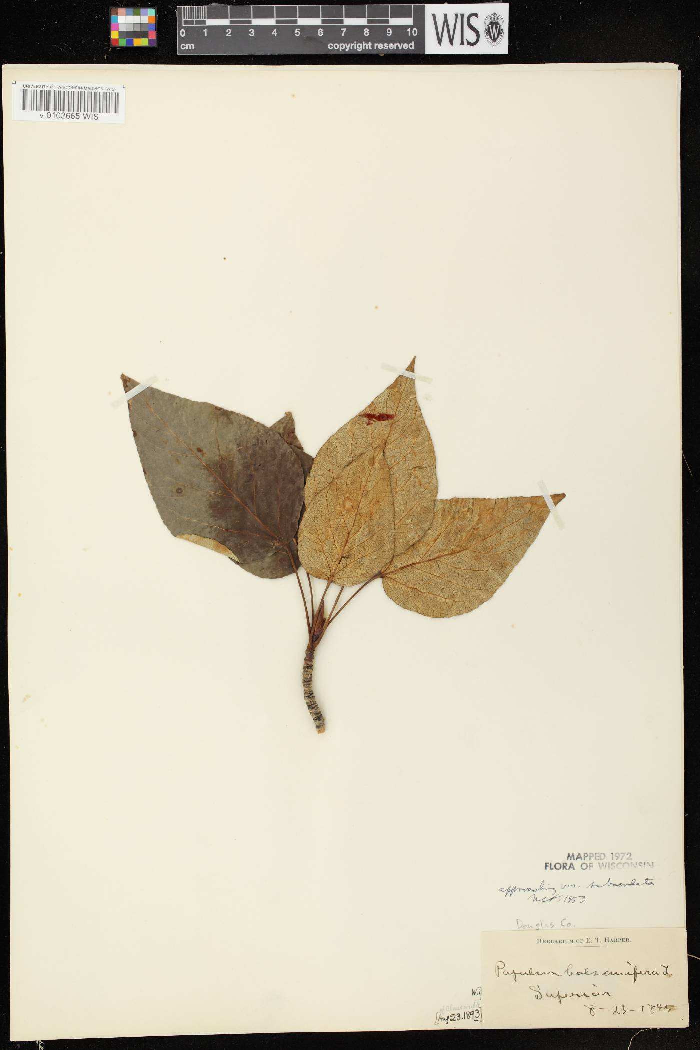 Populus balsamifera image