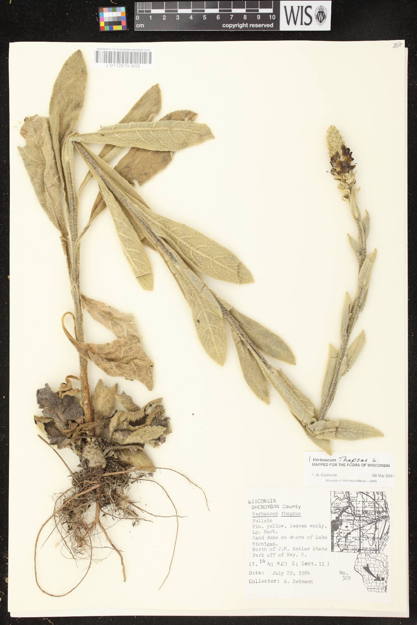 Verbascum thapsus image