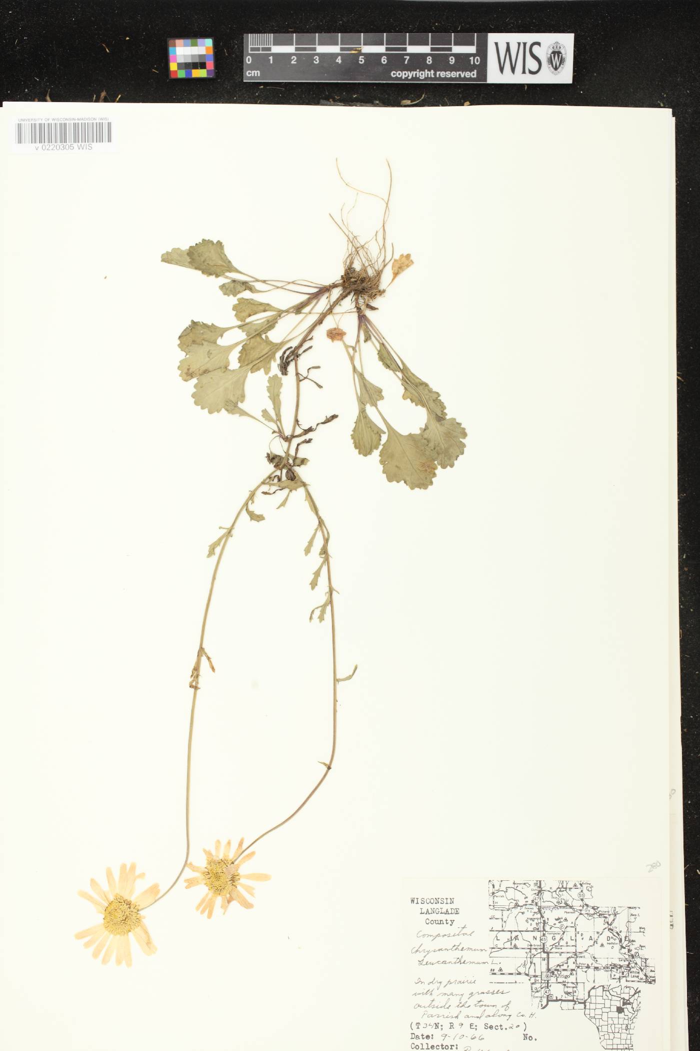 Leucanthemum vulgare image