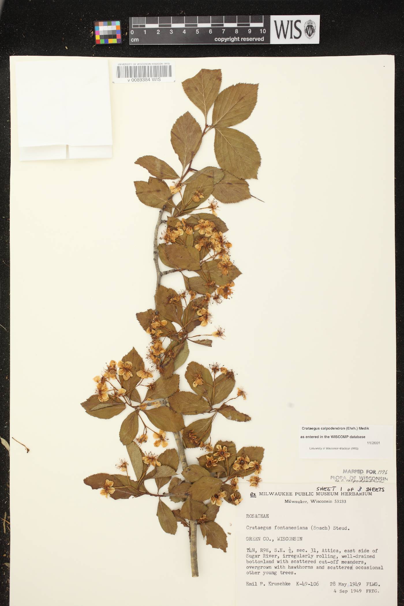 Crataegus calpodendron image
