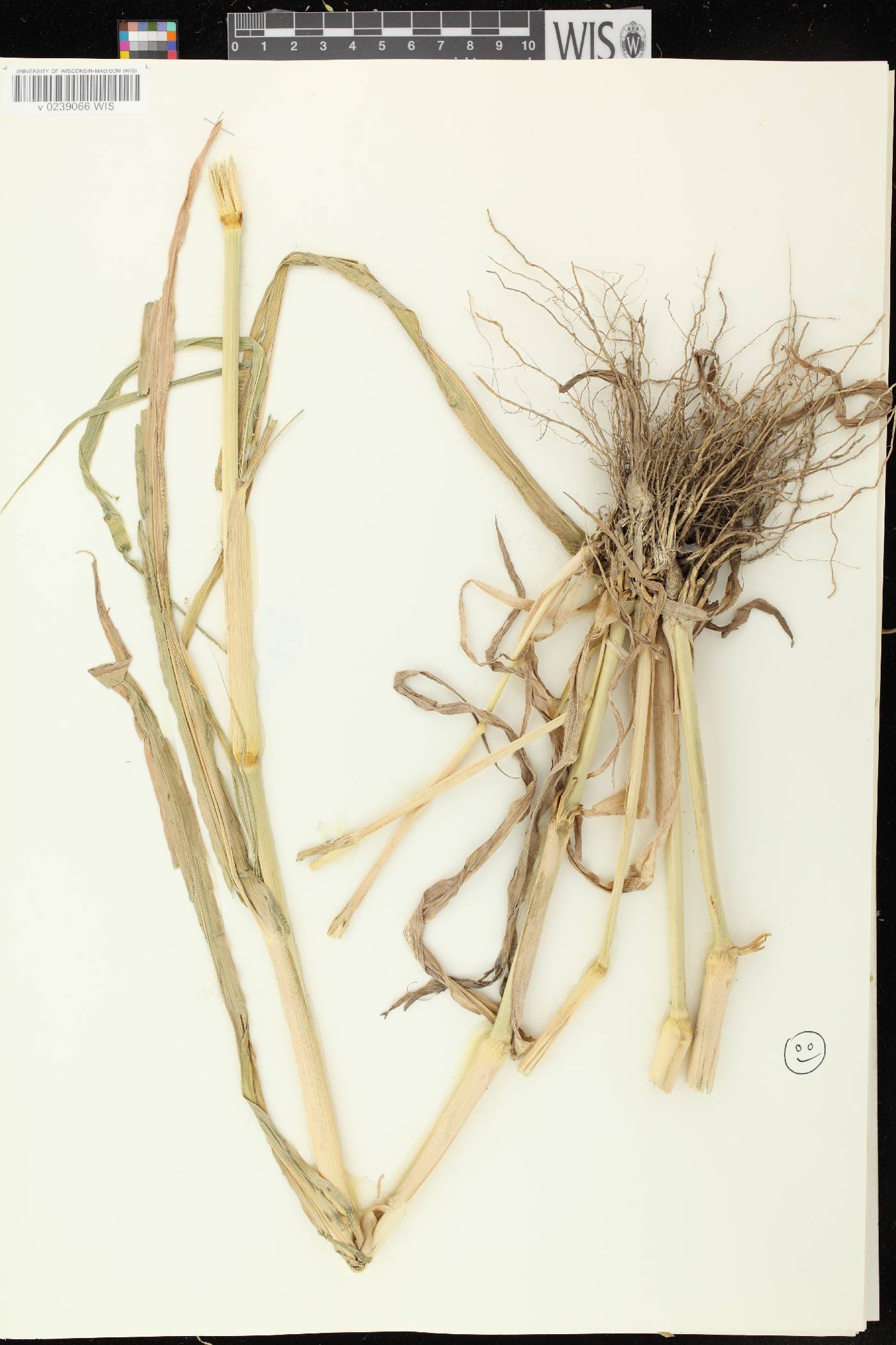 Panicum miliaceum subsp. ruderale image