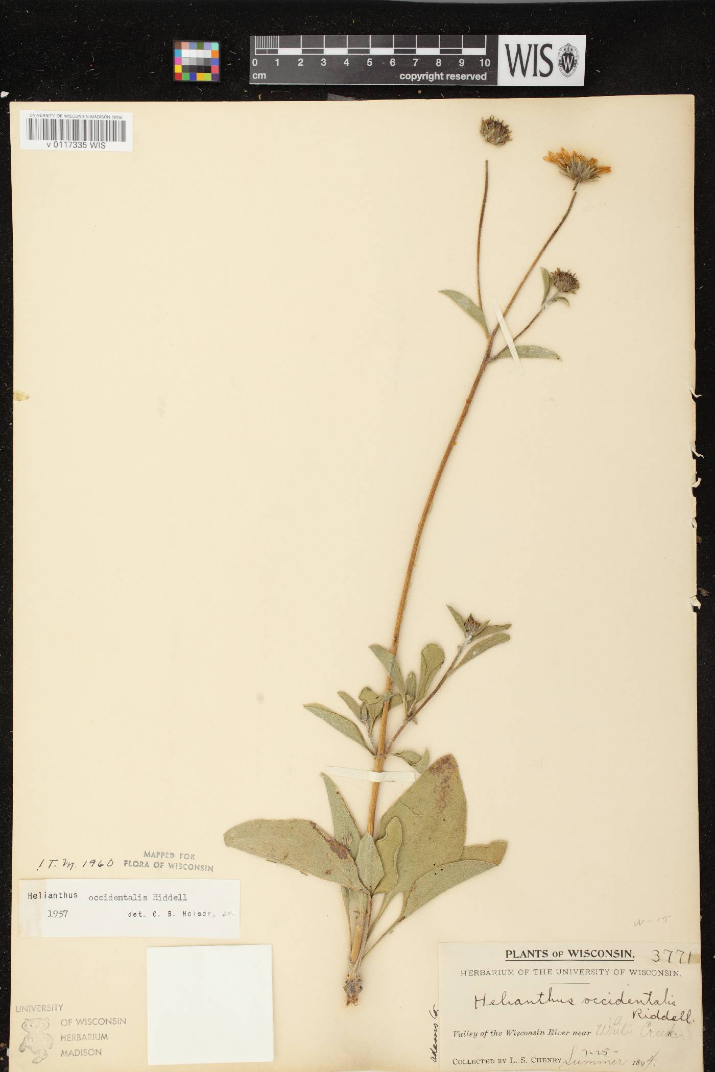 Helianthus occidentalis image