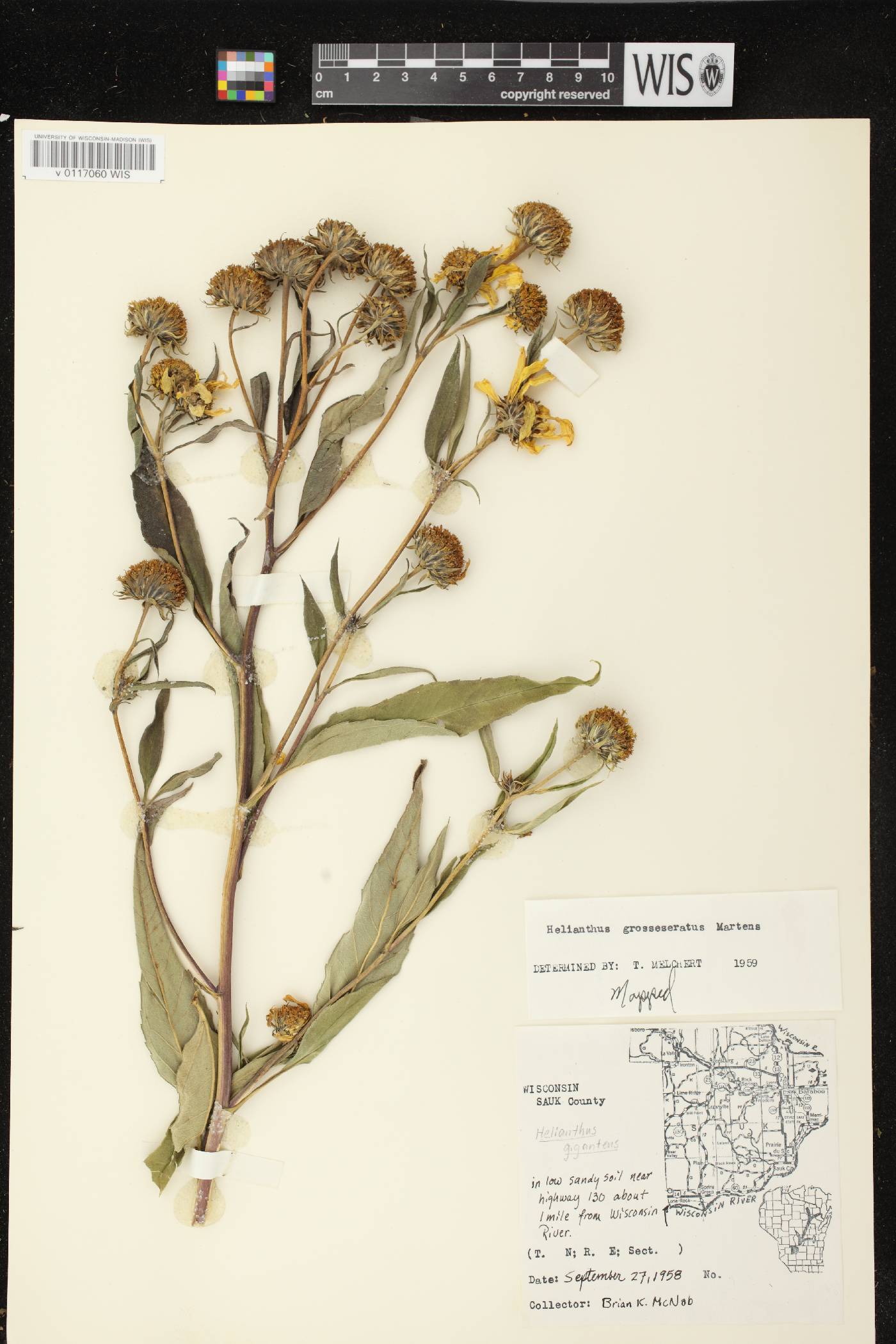 Helianthus grosseserratus image