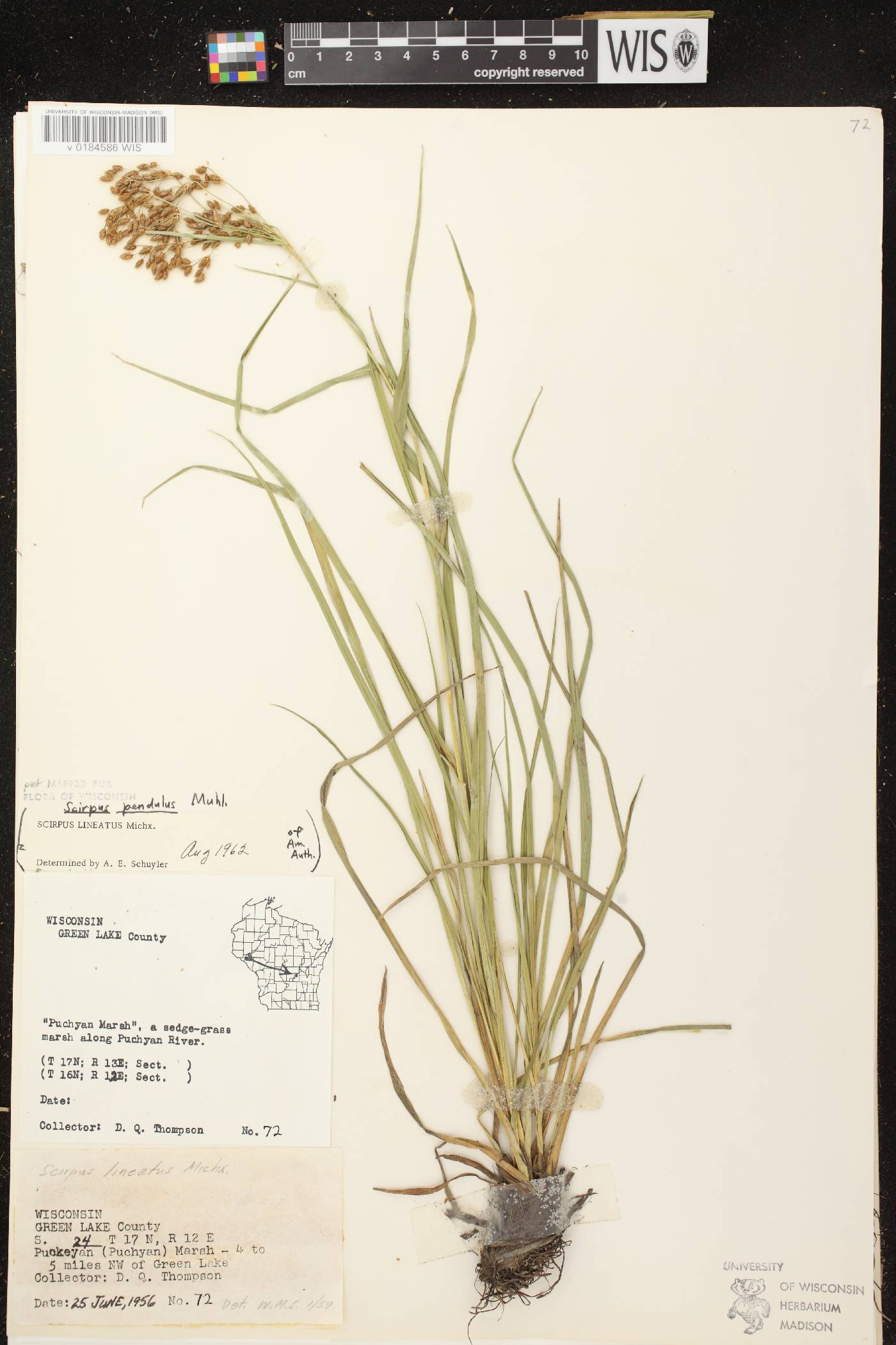 Scirpus pendulus image