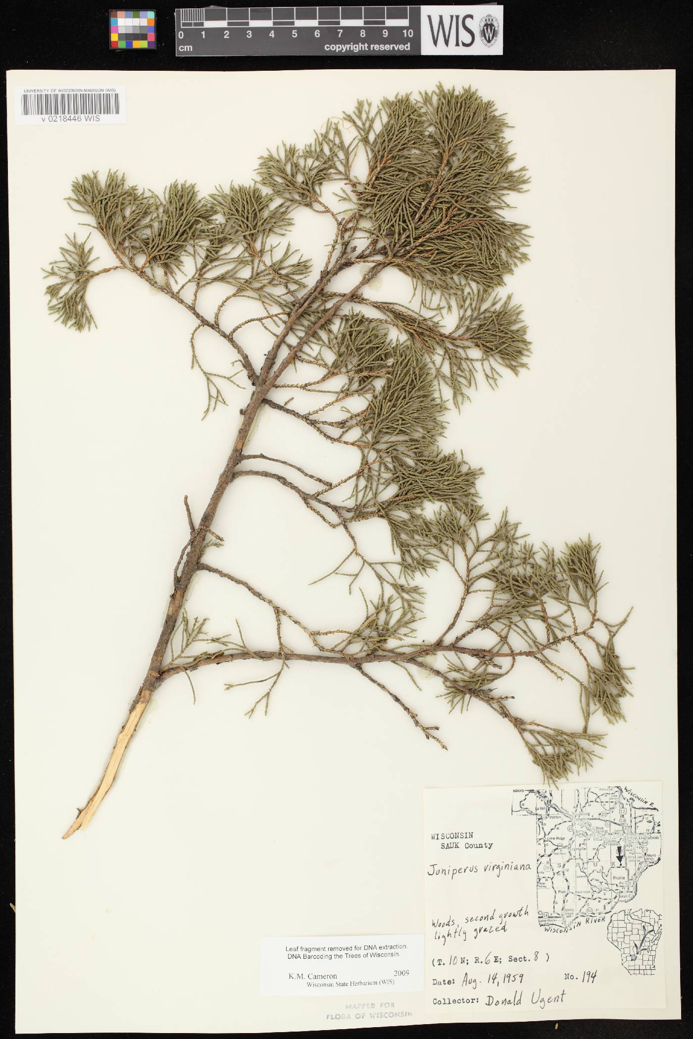 Juniperus virginiana var. virginiana image