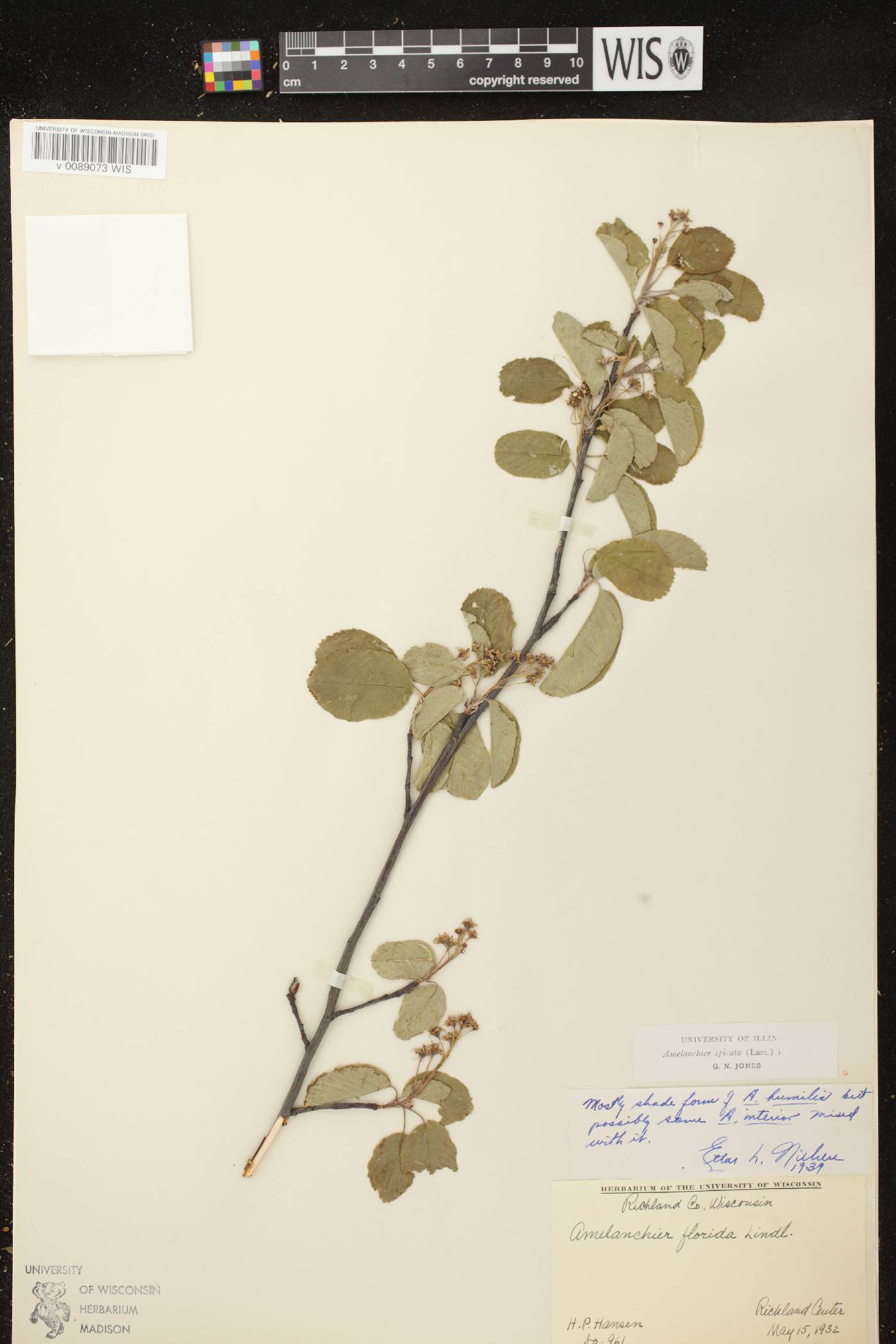 Amelanchier spicata image