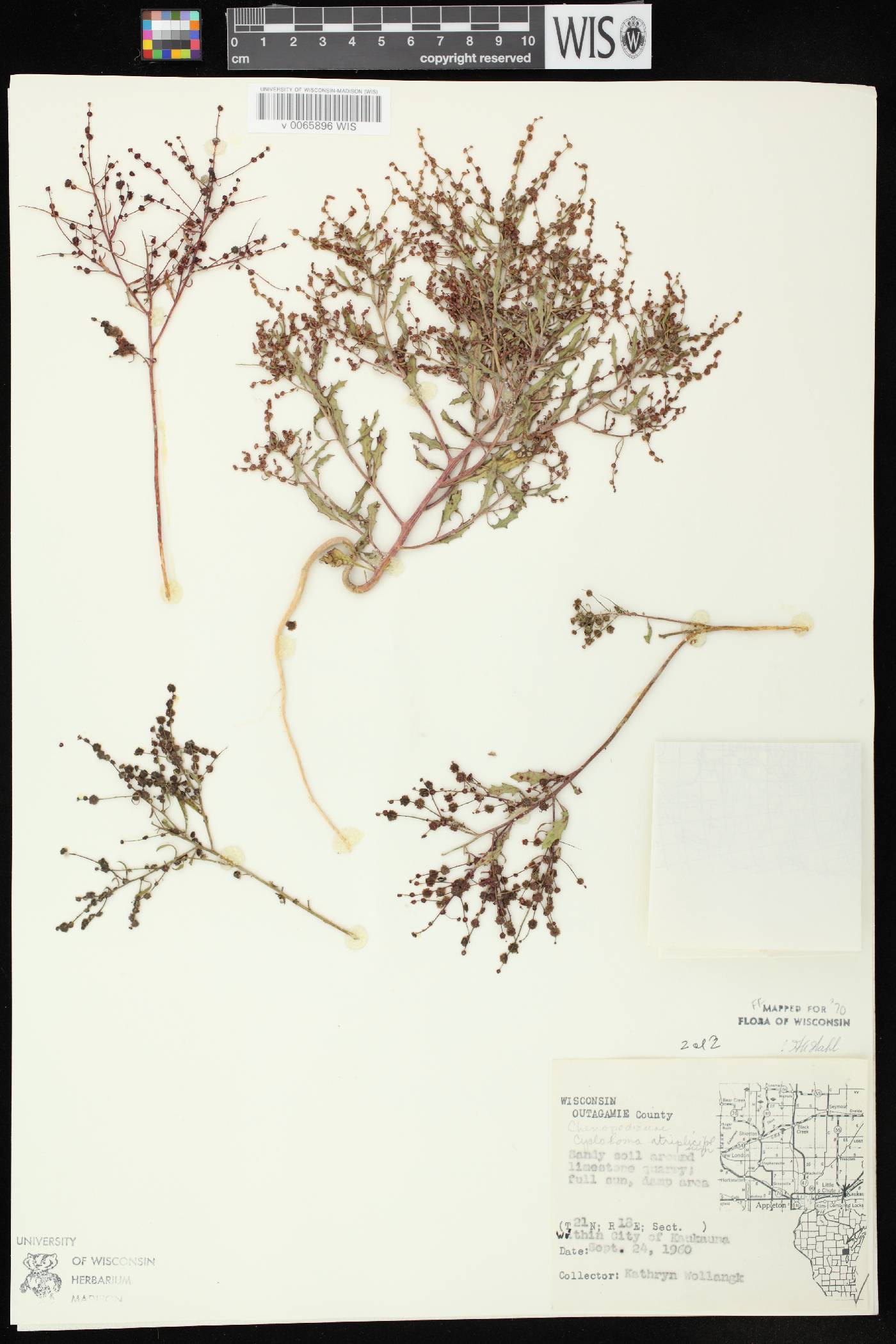 Cycloloma atriplicifolium image