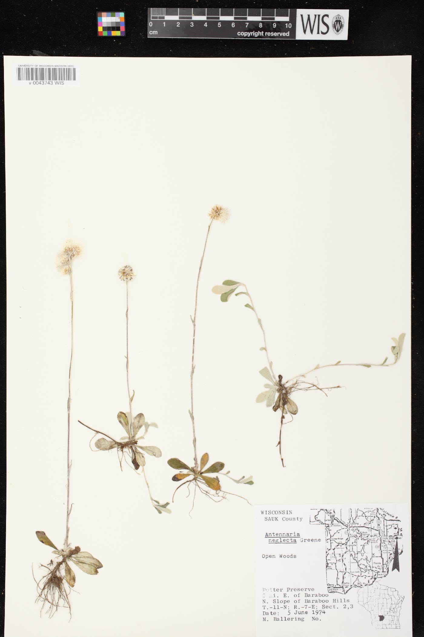 Antennaria neglecta image