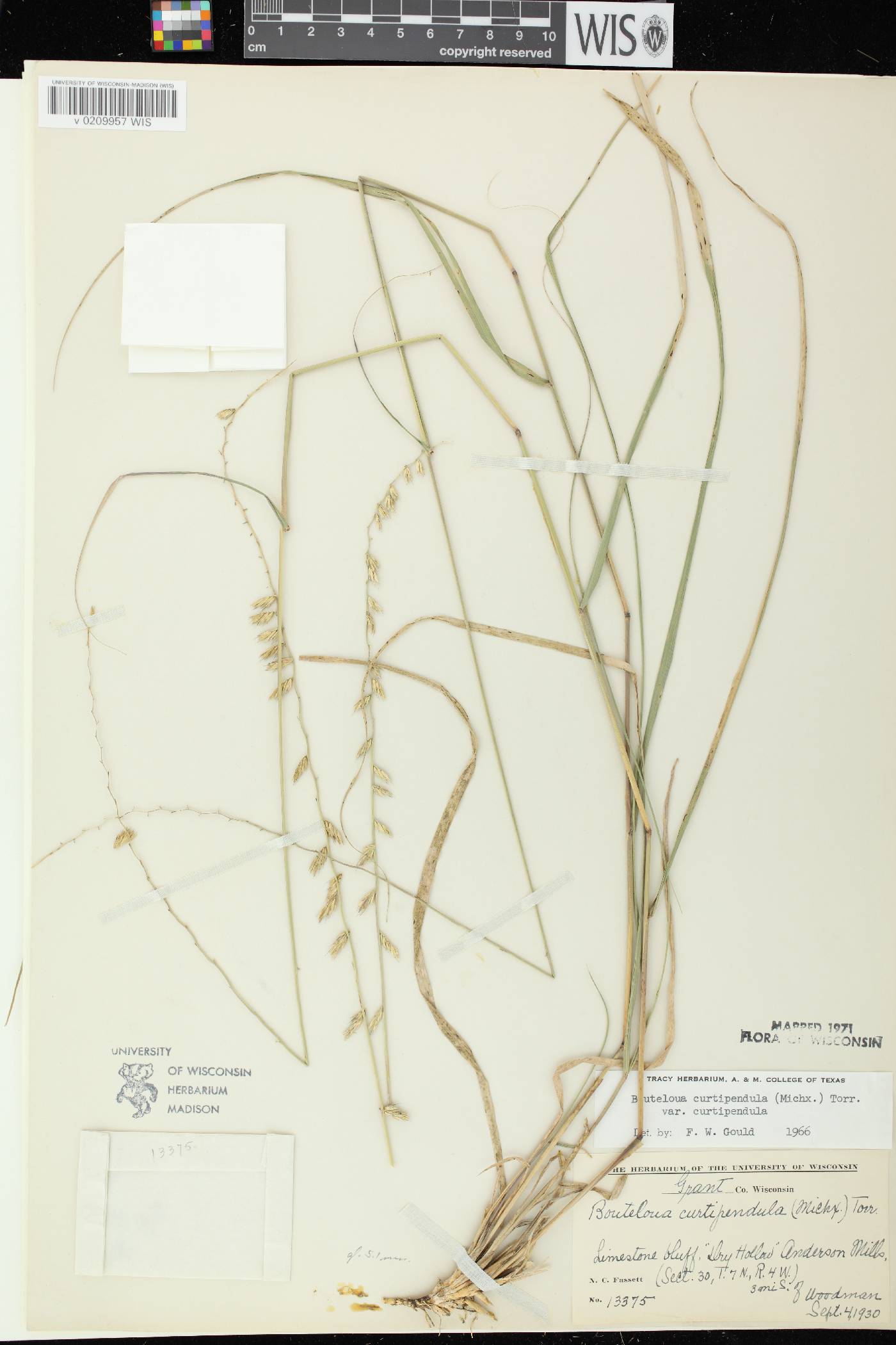 Bouteloua curtipendula image