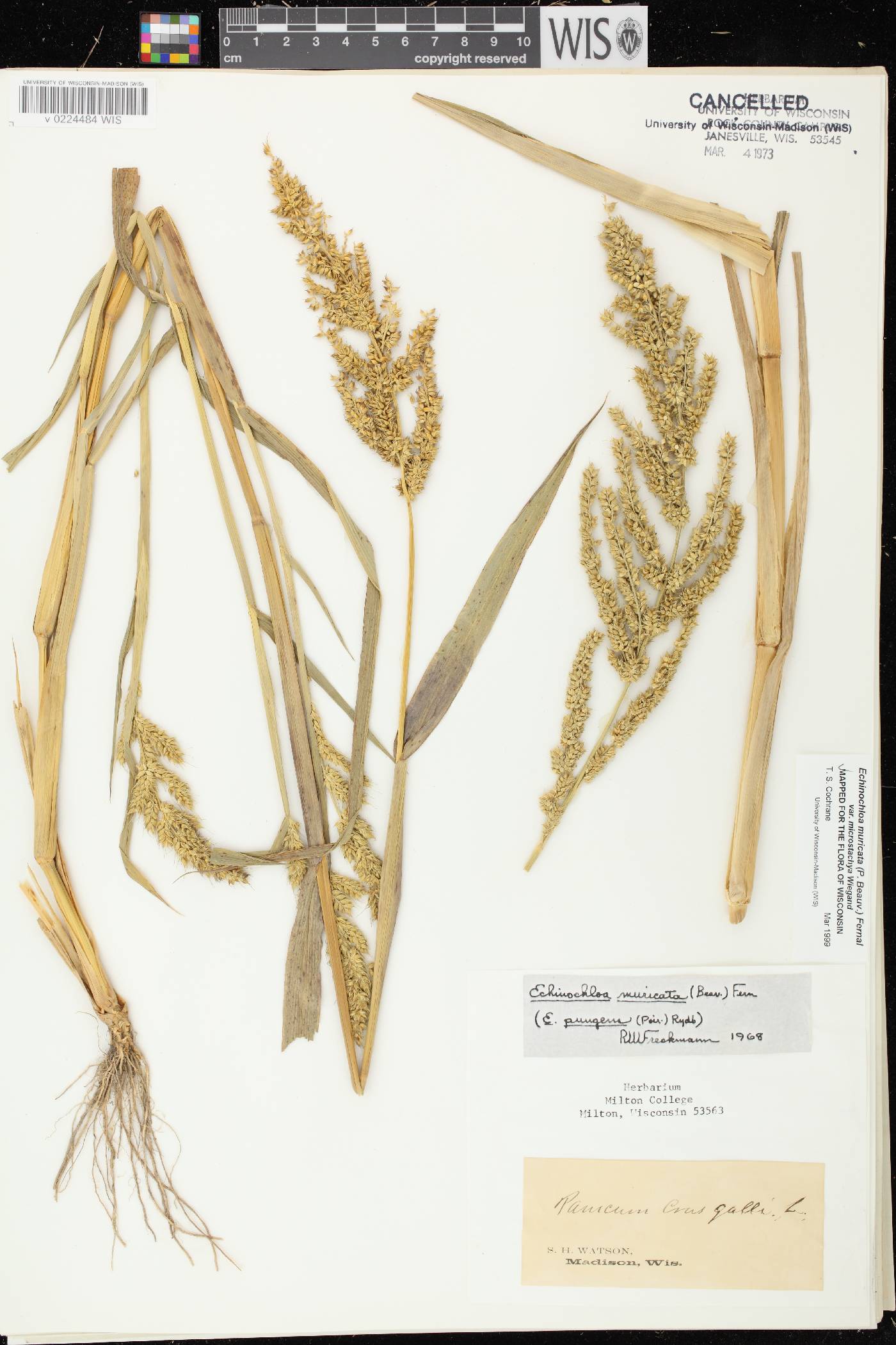 Echinochloa muricata var. microstachya image