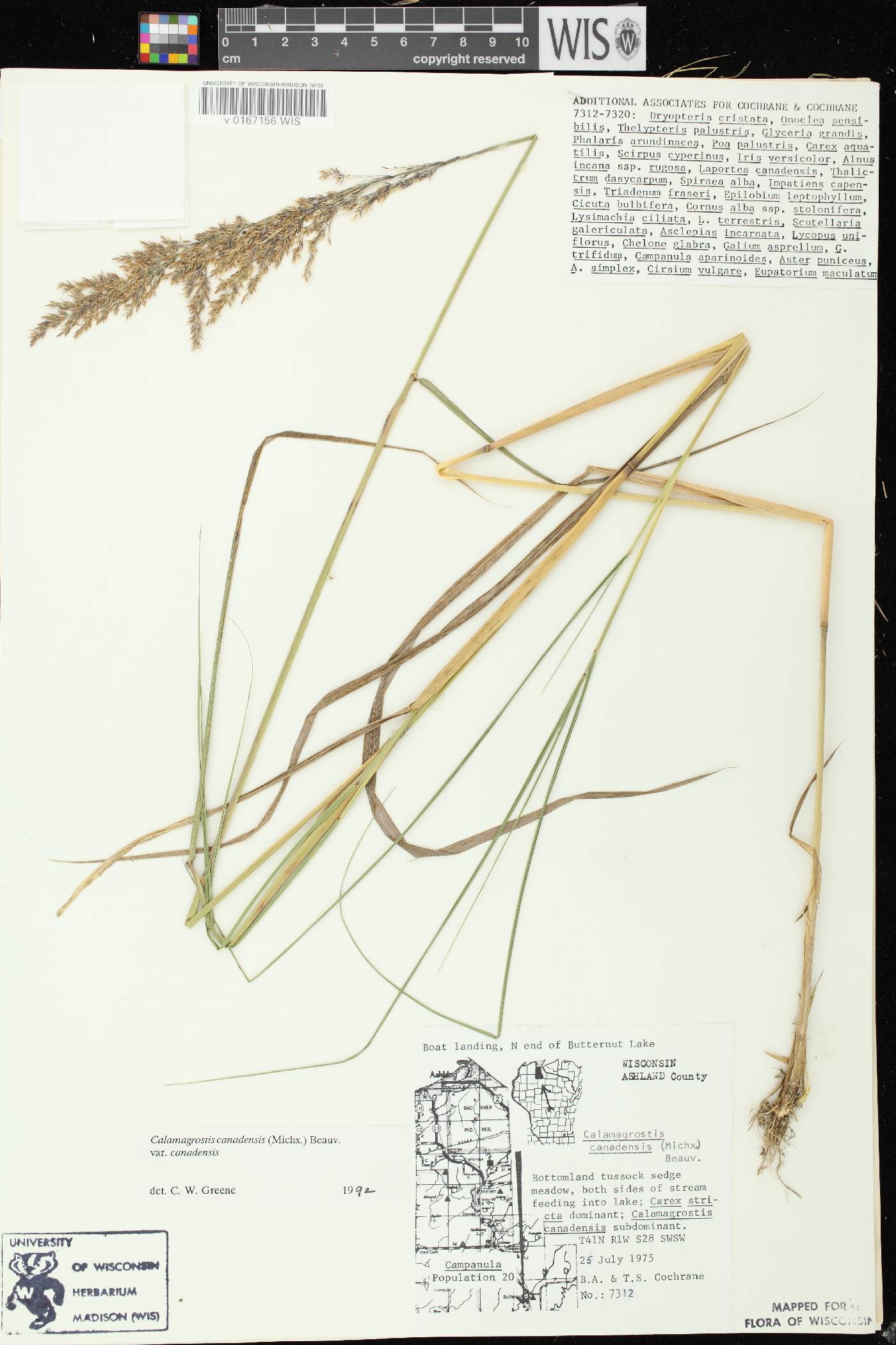 Calamagrostis canadensis var. canadensis image